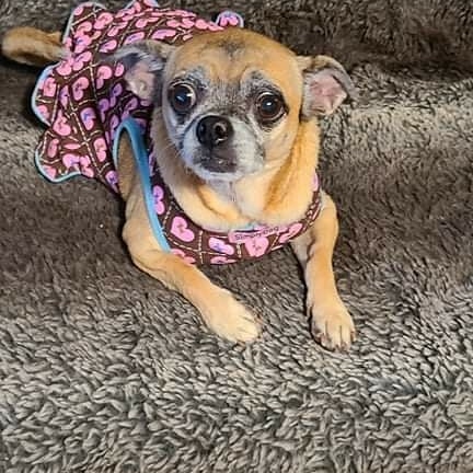 This little cutie wants to find her forever home. She doesn't  understand why the applications are not rolling in. She has personality plus. She came from a hoarding situation but you would never know it. She is doing well with house training. She will be fully vetted including a dental. She is approximately  6 years old. This little chug will  steal your heart. 
<a target='_blank' href='https://www.instagram.com/explore/tags/amm/'>#amm</a> <a target='_blank' href='https://www.instagram.com/explore/tags/allmuttsmatter/'>#allmuttsmatter</a> <a target='_blank' href='https://www.instagram.com/explore/tags/chugsofinstagram/'>#chugsofinstagram</a>  <a target='_blank' href='https://www.instagram.com/explore/tags/chug/'>#chug</a>  <a target='_blank' href='https://www.instagram.com/explore/tags/adoptachug/'>#adoptachug</a> <a target='_blank' href='https://www.instagram.com/explore/tags/adoptabledogsofinstagram/'>#adoptabledogsofinstagram</a>  <a target='_blank' href='https://www.instagram.com/explore/tags/adoptdontshop/'>#adoptdontshop</a>🐾❤️