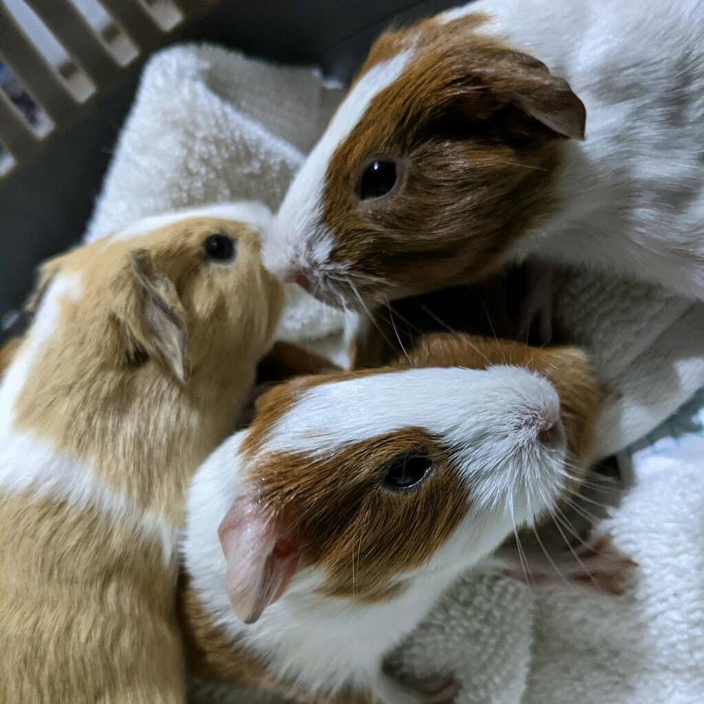 Miss Sadie, who came to us pregnant had her babies last night. Say hello to her 5 new adorable little piggies, there 4 girls and 1 boy - we are still working on names and taking suggestions! These little ones will be available in about 4 weeks. We are taking applications for them now if you're interested! 

<a target='_blank' href='https://www.instagram.com/explore/tags/guineapig/'>#guineapig</a> <a target='_blank' href='https://www.instagram.com/explore/tags/guineapigs/'>#guineapigs</a> <a target='_blank' href='https://www.instagram.com/explore/tags/babyguineapig/'>#babyguineapig</a> <a target='_blank' href='https://www.instagram.com/explore/tags/guineapigsofinstagram/'>#guineapigsofinstagram</a> <a target='_blank' href='https://www.instagram.com/explore/tags/cute/'>#cute</a> <a target='_blank' href='https://www.instagram.com/explore/tags/pet/'>#pet</a> <a target='_blank' href='https://www.instagram.com/explore/tags/animals/'>#animals</a> <a target='_blank' href='https://www.instagram.com/explore/tags/pets/'>#pets</a> <a target='_blank' href='https://www.instagram.com/explore/tags/guineapiglife/'>#guineapiglife</a> <a target='_blank' href='https://www.instagram.com/explore/tags/guineapiglove/'>#guineapiglove</a> <a target='_blank' href='https://www.instagram.com/explore/tags/guineapigsofig/'>#guineapigsofig</a> <a target='_blank' href='https://www.instagram.com/explore/tags/petsofinstagram/'>#petsofinstagram</a> <a target='_blank' href='https://www.instagram.com/explore/tags/love/'>#love</a> <a target='_blank' href='https://www.instagram.com/explore/tags/pig/'>#pig</a> <a target='_blank' href='https://www.instagram.com/explore/tags/guineapiggies/'>#guineapiggies</a> <a target='_blank' href='https://www.instagram.com/explore/tags/piggy/'>#piggy</a> <a target='_blank' href='https://www.instagram.com/explore/tags/guineapiggy/'>#guineapiggy</a> <a target='_blank' href='https://www.instagram.com/explore/tags/guinea/'>#guinea</a> <a target='_blank' href='https://www.instagram.com/explore/tags/guineapiglover/'>#guineapiglover</a> <a target='_blank' href='https://www.instagram.com/explore/tags/guineapiglovers/'>#guineapiglovers</a> <a target='_blank' href='https://www.instagram.com/explore/tags/animal/'>#animal</a> <a target='_blank' href='https://www.instagram.com/explore/tags/guineapigsofinstagram/'>#guineapigsofinstagram</a> <a target='_blank' href='https://www.instagram.com/explore/tags/cuteanimals/'>#cuteanimals</a> <a target='_blank' href='https://www.instagram.com/explore/tags/saveallanimals/'>#saveallanimals</a> <a target='_blank' href='https://www.instagram.com/explore/tags/protectallanimals/'>#protectallanimals</a> <a target='_blank' href='https://www.instagram.com/explore/tags/loveallanimals/'>#loveallanimals</a> <a target='_blank' href='https://www.instagram.com/explore/tags/animallovers/'>#animallovers</a> <a target='_blank' href='https://www.instagram.com/explore/tags/rescueanimals/'>#rescueanimals</a>