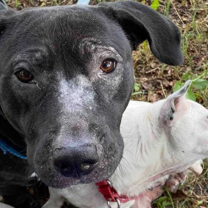 Hey friends! We have so many awesome dogs who are in need of foster or foster-to-adopt homes.

FINN is a 4-year-old Australian Cattle Dog mix who loves going for rides in the car, playing with toys, and getting cuddles. He's good with older kids and is pretty low key in the house. 

SHEP is 10-year-old Australian Shepherd mix who is looking for someone to make his golden years shine. He's low energy and low maintenance, and would make a fantastic companion.

TRAVIS is a 7-year-old Border Collie mix who has a condition that gives him the appearance of a permanent wink. He's been through a lot and he has special needs, but he bears it all like a champ and has lots of love to give.

HARVEY is a 1.5-year-old purebred American Foxhound who's long on legs, love, and personality. He needs gentle, firm, and consistent training to continue the improvements he's made, and he'd love a big backyard to explore.

LADYBUG and BIRDIE are a bonded pair. LADYBUG is a 5-year-old Chihuahua mix, while BIRDIE is a Lab/Basset mix. Both of them will look and feel so much happier after their skin conditions are treated. They need a home together.

BUTCH is a 1-year-old Lab mix who is friendly, playful, snuggly, and eager to please. We don't know why he hasn't been adopted because he's a gem!

You can find many of these dogs under the ADOPTABLE DOGS tab in the link in our bio. If you don't see the dog you're interested in fostering and want more information, please feel free to drop us a note in comments!