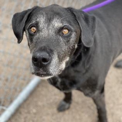 We have many good ole' dogs looking for homes. Age is often a state of mind, and these older fellas are ready to turn over a new leaf. 

Why adopt an older pup?
👀  What you see is what you get. 
🧘. Generally, they are calmer and have easier exercise requirements. 
🏠. Many of these graying babies have already lived in the house and need less training. 

Some adopters worry that an older dog won't bond with them as much as a younger pup. And we are here to say that is not true. Older dogs bond just as much (and some argue more!) than a younger pup. Maybe they just have knowledge gained from years of squirrel chasing that tells them you rescued them.