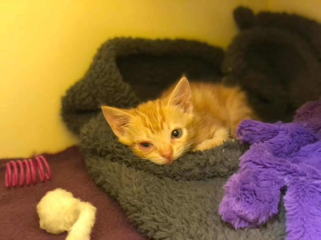 When our doorbell rings randomly at 6pm, we already know what it probably is!

Meet “Spud” — A sweet 5-week-old little orange tabby boy that one of our neighbors saved from the middle of the road on their way home today. Poor little thing was just lying there, then walked up to them when they stopped. He is skinny, very weak, had a million fleas, and obviously has some mild conjunctivitis, but otherwise seems well. He got a warm bath, some fluids, and some slurry via syringe to start him off. Hopefully he’ll perk up and start eating on his own. He purrs while being petted, and is very comfortable with people. Since we currently have an older orange boy available for adoption named “Tater”, and the neighbor who found him also has a boy kitty named Tater, we thought it was only fitting that we named him Spud. 😁