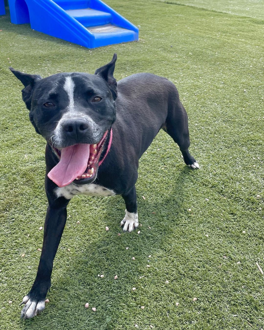 Looking for the perfect pair? Fonz and Petunia are a perfect match for both each other and you! 

This sweet BONDED PAIR is looking for their new home together! They are looking for a FOSTER or FOSTER-TO-ADOPT starting immediately. They were both rescued from San Antonio, Texas, and are ready for a fresh start! 

Fonz is about 2 years old and 52 pounds. His beautiful short coat comes from his black lab mix. Fonz is a submissive and slightly shy boy, but he warms up and will become your best friend very quickly. 

Petunia is about 3 years old and 38 pounds. Her adorable black short coat comes from her staffordshire terrier mix. Petunia is a fun-loving and active pup who loves everyone and everything!

Both Fonz and Petunia are extremely sweet and affectionate. They are wonderful with adults and older children! They would do well with other dogs pending an appropriate introduction. We are unsure how they are with cats at this time. They love hanging out with each other and are both playful pups who would benefit from all sorts of Colorado adventures, including walks, runs, and hikes!

They are both completely vaccinated, spayed/neutered, and microchipped. Their combined adoption fee is $300.