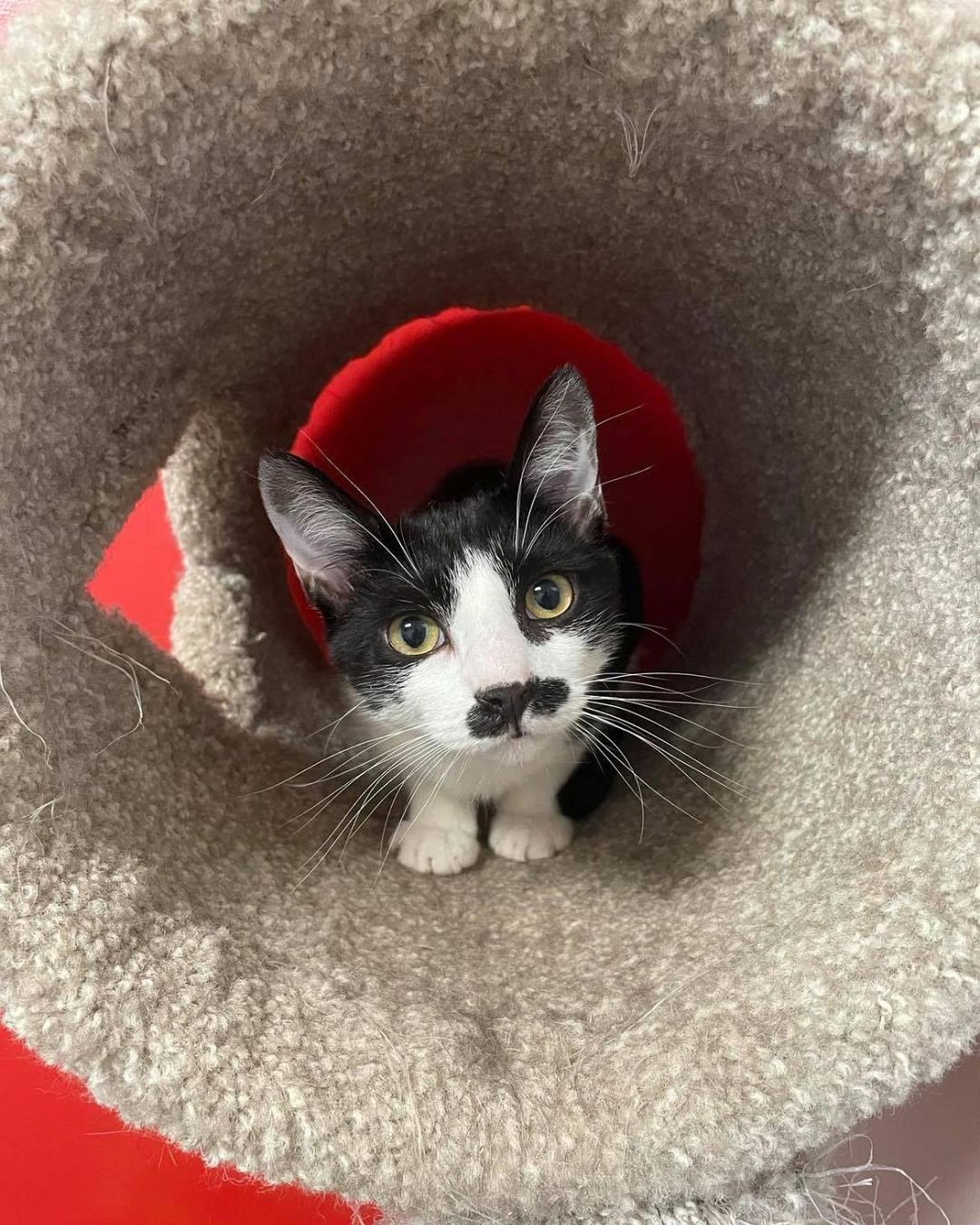 Meet Donatello! He is estimated to be around 8 months old and was rescued as a stray with his other ninja turtle brothers. Donatello will come off as a little shy at first, but once he warms up to you he will want all of your love and attention! He loves to be pet and will even come sit on your lap once he is comfortable enough with you. He is very playful with a funny personality and has the cutest little mustache! Donatello likes to be around other kitties so he would do good in a home with or without them.
If you are interested in adopting Donatello, please fill out a cat adoption application on our website: www.TheAnimalHavenCT.org