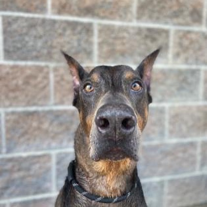 We have many good ole' dogs looking for homes. Age is often a state of mind, and these older fellas are ready to turn over a new leaf. 

Why adopt an older pup?
👀  What you see is what you get. 
🧘. Generally, they are calmer and have easier exercise requirements. 
🏠. Many of these graying babies have already lived in the house and need less training. 

Some adopters worry that an older dog won't bond with them as much as a younger pup. And we are here to say that is not true. Older dogs bond just as much (and some argue more!) than a younger pup. Maybe they just have knowledge gained from years of squirrel chasing that tells them you rescued them.