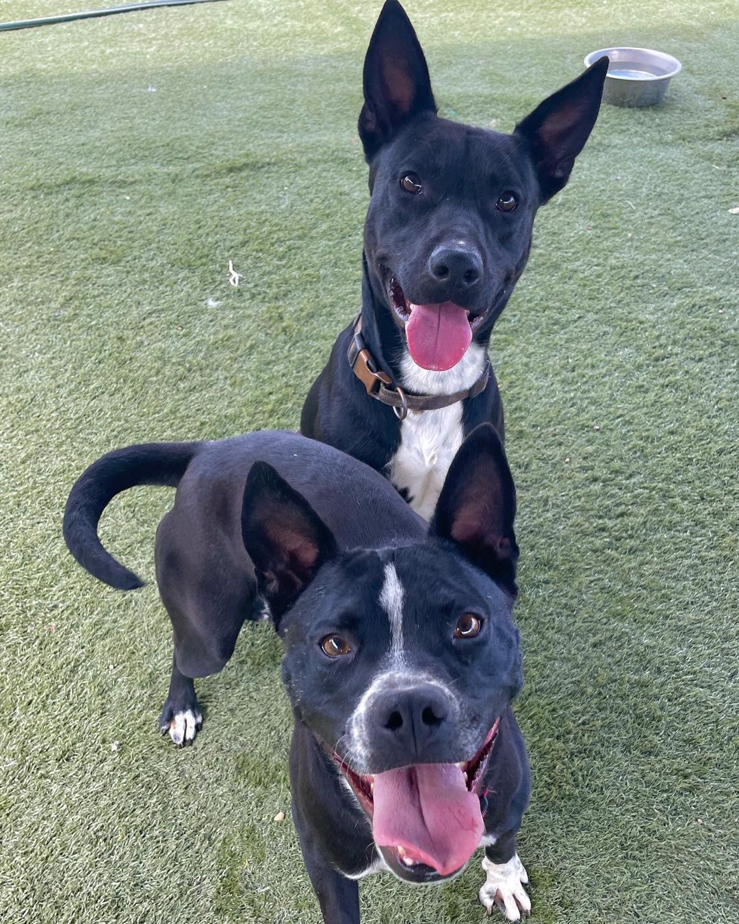 Looking for the perfect pair? Fonz and Petunia are a perfect match for both each other and you! 

This sweet BONDED PAIR is looking for their new home together! They are looking for a FOSTER or FOSTER-TO-ADOPT starting immediately. They were both rescued from San Antonio, Texas, and are ready for a fresh start! 

Fonz is about 2 years old and 52 pounds. His beautiful short coat comes from his black lab mix. Fonz is a submissive and slightly shy boy, but he warms up and will become your best friend very quickly. 

Petunia is about 3 years old and 38 pounds. Her adorable black short coat comes from her staffordshire terrier mix. Petunia is a fun-loving and active pup who loves everyone and everything!

Both Fonz and Petunia are extremely sweet and affectionate. They are wonderful with adults and older children! They would do well with other dogs pending an appropriate introduction. We are unsure how they are with cats at this time. They love hanging out with each other and are both playful pups who would benefit from all sorts of Colorado adventures, including walks, runs, and hikes!

They are both completely vaccinated, spayed/neutered, and microchipped. Their combined adoption fee is $300.