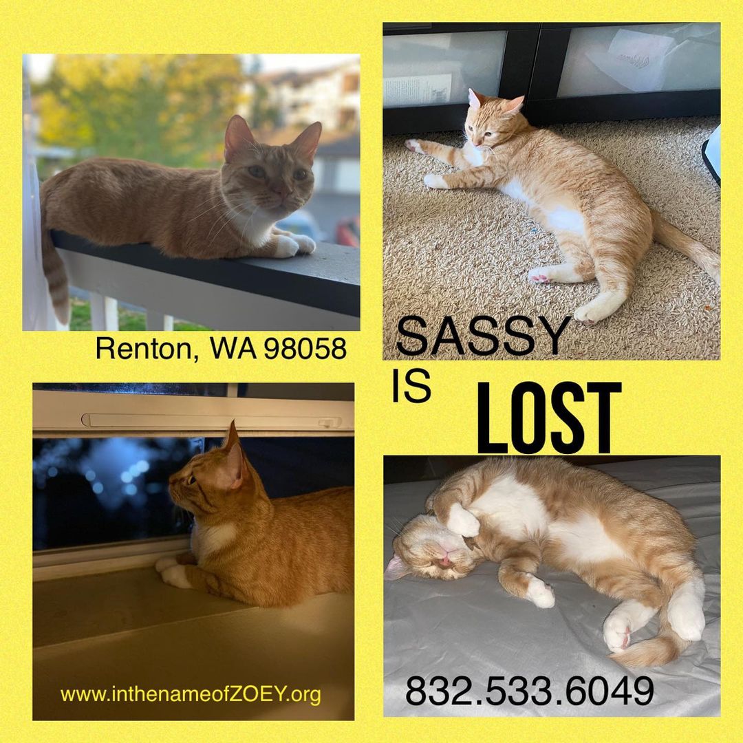 Sassy, recently adopted, escaped through the front door yesterday. Please share this post.  She is in Renton, WA.  I need every ZOEY a follower to post her flyer please. Thanks. Any sightings contact the rescue 832.533.6049