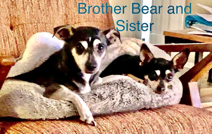 “Brother Bear” and “ Sister”  these 2 bonded 
Beauties came to CCR last year as an urgent owner surrender.  Brother is the bigger of the pair and has the “flying nun” ears (Remember the show with Sally Fields?) and is a shy boy who allows occasional petting.  He is otherwise well behaved.  “Sister” is his companion from their original home and both are bonded. Sister is calm, enjoys cuddling and is sweet.  These 2 need to be adopted together so they will be as happy as possible.  Both are approx 6 years old and are fully vaccinated and had dentals completed, and have implanted microchips.  They are both healthy and ready for their forever home with an experienced dog lover. Adoption fee for the pair is $300. Please email Roberta at Chwawagal@gmail.com with adoption inquiries. ❤️