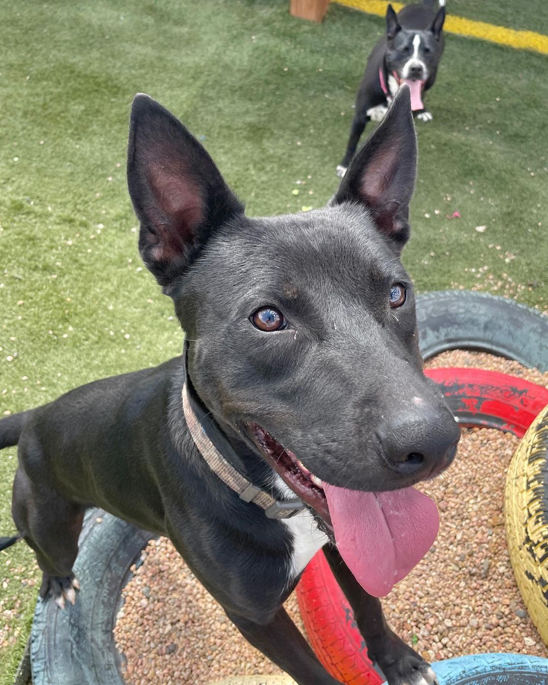 Looking for the perfect pair? Fonz and Petunia are a perfect match for both each other and you! 

This sweet BONDED PAIR is looking for their new home together! They are looking for a FOSTER or FOSTER-TO-ADOPT starting immediately. They were both rescued from San Antonio, Texas, and are ready for a fresh start! 

Fonz is about 2 years old and 52 pounds. His beautiful short coat comes from his black lab mix. Fonz is a submissive and slightly shy boy, but he warms up and will become your best friend very quickly. 

Petunia is about 3 years old and 38 pounds. Her adorable black short coat comes from her staffordshire terrier mix. Petunia is a fun-loving and active pup who loves everyone and everything!

Both Fonz and Petunia are extremely sweet and affectionate. They are wonderful with adults and older children! They would do well with other dogs pending an appropriate introduction. We are unsure how they are with cats at this time. They love hanging out with each other and are both playful pups who would benefit from all sorts of Colorado adventures, including walks, runs, and hikes!

They are both completely vaccinated, spayed/neutered, and microchipped. Their combined adoption fee is $300.