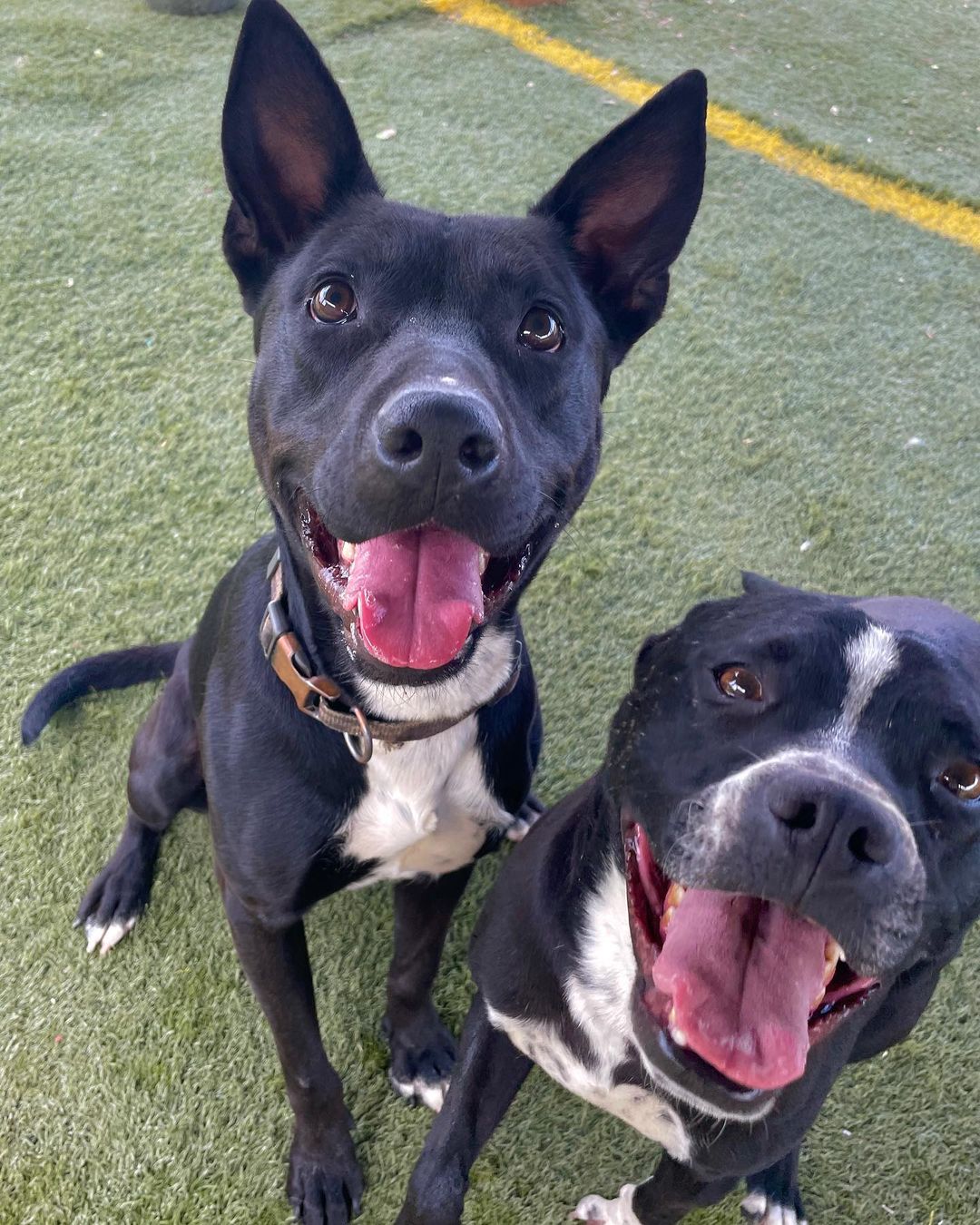 Looking for the perfect pair? Fonz and Petunia are a perfect match for both each other and you! 

This sweet BONDED PAIR is looking for their new home together! They are looking for a FOSTER or FOSTER-TO-ADOPT starting immediately. They were both rescued from San Antonio, Texas, and are ready for a fresh start! 

Fonz is about 2 years old and 52 pounds. His beautiful short coat comes from his black lab mix. Fonz is a submissive and slightly shy boy, but he warms up and will become your best friend very quickly. 

Petunia is about 3 years old and 38 pounds. Her adorable black short coat comes from her staffordshire terrier mix. Petunia is a fun-loving and active pup who loves everyone and everything!

Both Fonz and Petunia are extremely sweet and affectionate. They are wonderful with adults and older children! They would do well with other dogs pending an appropriate introduction. We are unsure how they are with cats at this time. They love hanging out with each other and are both playful pups who would benefit from all sorts of Colorado adventures, including walks, runs, and hikes!

They are both completely vaccinated, spayed/neutered, and microchipped. Their combined adoption fee is $300.