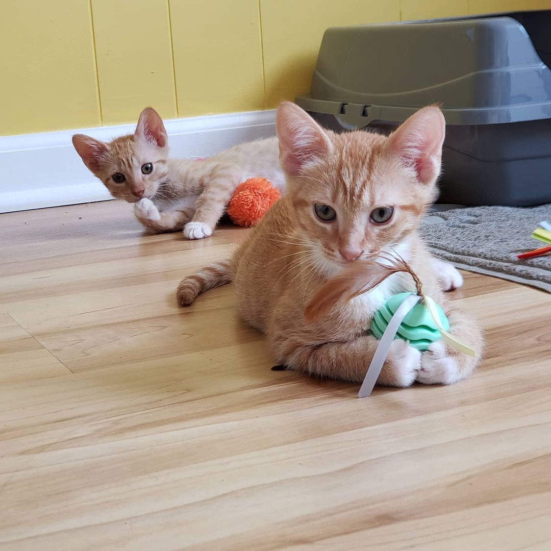 You saw it here first.... 

Meet our newest additions to our APSH family, Meg and Jack!! 

Fostered by our VP, Meg and Jack are about 8 weeks old. We are still learning their personalities and will update as we get to know them! 

These are the first kittens to join our family, so our kitten supply is low! 

Please consider sending something from our wishlist 
https://smile.amazon.com/hz/charitylist/ls/1YUEH1ZLOK35C/ref=smi_ext_lnk_lcl_cl 

Or donating at www.allpawsafehaven.com or venmo @APSH-DONATE