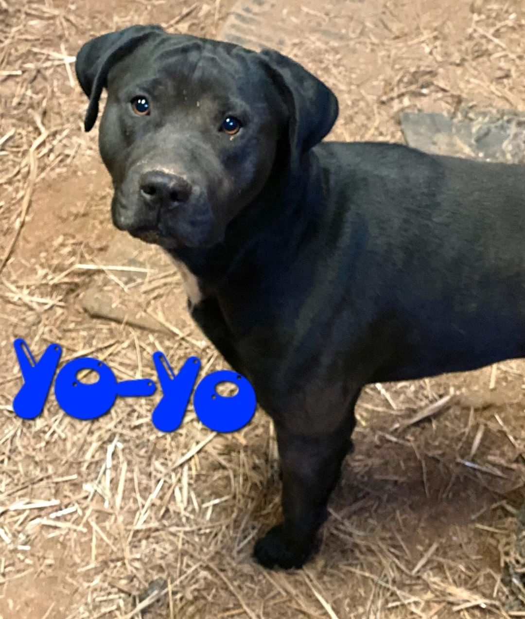 Please Foster!  We supply everything you need!  Crate, food, treats, toys...you just supply the love!  Yo-Yo is in boarding & has to go by Monday as they are booked full next week.  He is great with kids, knows sit & shake and  house trained.  Yes, he's a black dog & it is a thing!  He deserves a furever home!  Please email admin@georgiapettails.org if you could be his temp or permanent home.