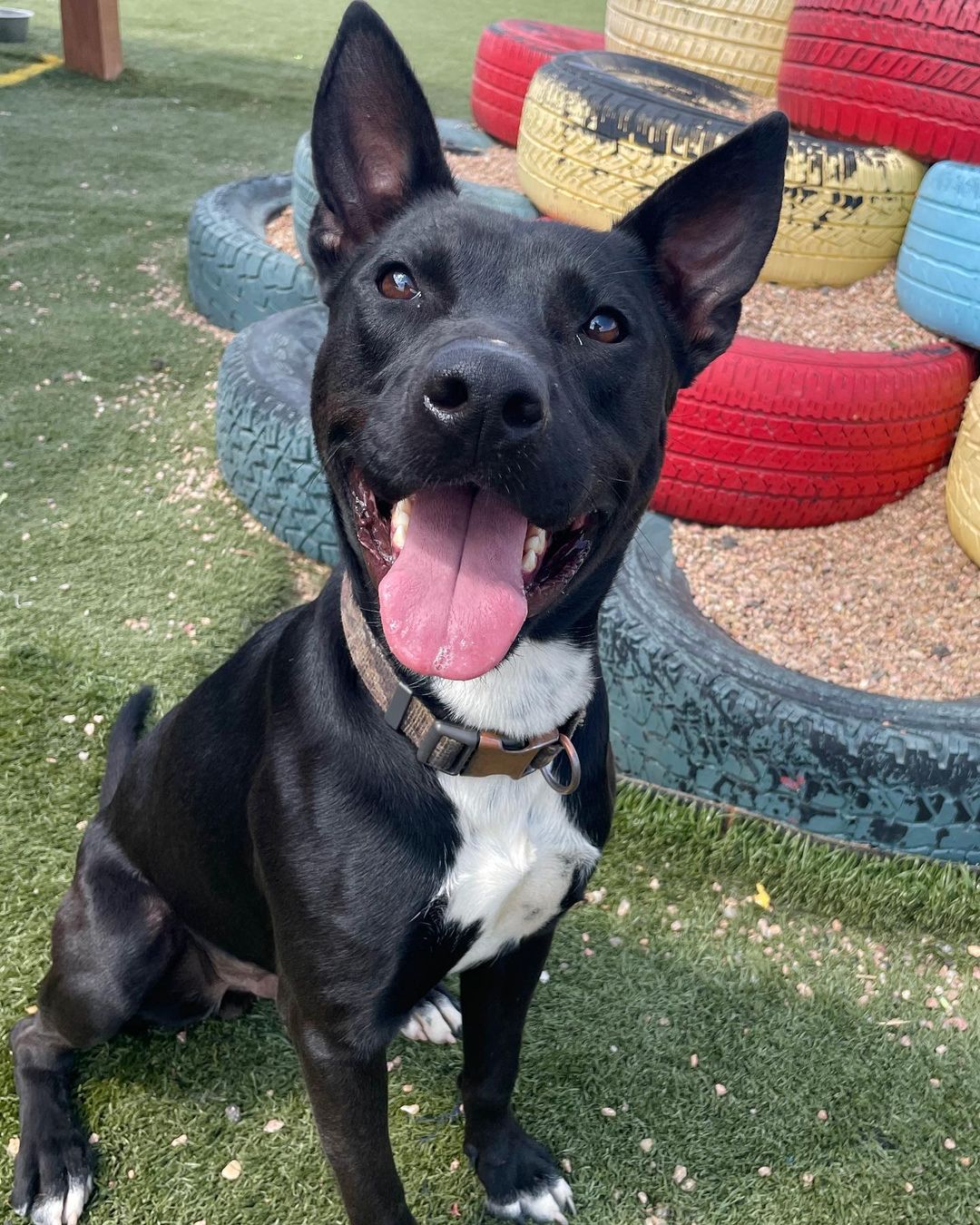 Looking for the perfect pair? Fonz and Petunia are a perfect match for both each other and you! 

This sweet BONDED PAIR is looking for their new home together! They are looking for a FOSTER or FOSTER-TO-ADOPT starting immediately. They were both rescued from San Antonio, Texas, and are ready for a fresh start! 

Fonz is about 2 years old and 52 pounds. His beautiful short coat comes from his black lab mix. Fonz is a submissive and slightly shy boy, but he warms up and will become your best friend very quickly. 

Petunia is about 3 years old and 38 pounds. Her adorable black short coat comes from her staffordshire terrier mix. Petunia is a fun-loving and active pup who loves everyone and everything!

Both Fonz and Petunia are extremely sweet and affectionate. They are wonderful with adults and older children! They would do well with other dogs pending an appropriate introduction. We are unsure how they are with cats at this time. They love hanging out with each other and are both playful pups who would benefit from all sorts of Colorado adventures, including walks, runs, and hikes!

They are both completely vaccinated, spayed/neutered, and microchipped. Their combined adoption fee is $300.