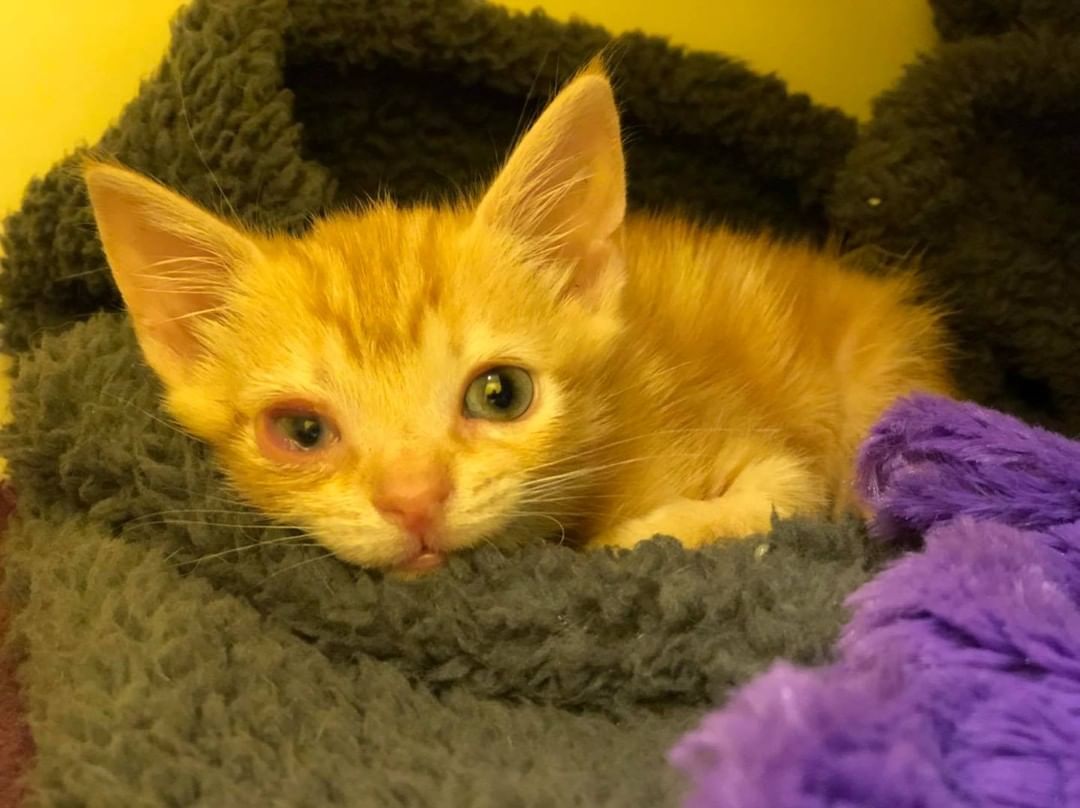 When our doorbell rings randomly at 6pm, we already know what it probably is!

Meet “Spud” — A sweet 5-week-old little orange tabby boy that one of our neighbors saved from the middle of the road on their way home today. Poor little thing was just lying there, then walked up to them when they stopped. He is skinny, very weak, had a million fleas, and obviously has some mild conjunctivitis, but otherwise seems well. He got a warm bath, some fluids, and some slurry via syringe to start him off. Hopefully he’ll perk up and start eating on his own. He purrs while being petted, and is very comfortable with people. Since we currently have an older orange boy available for adoption named “Tater”, and the neighbor who found him also has a boy kitty named Tater, we thought it was only fitting that we named him Spud. 😁