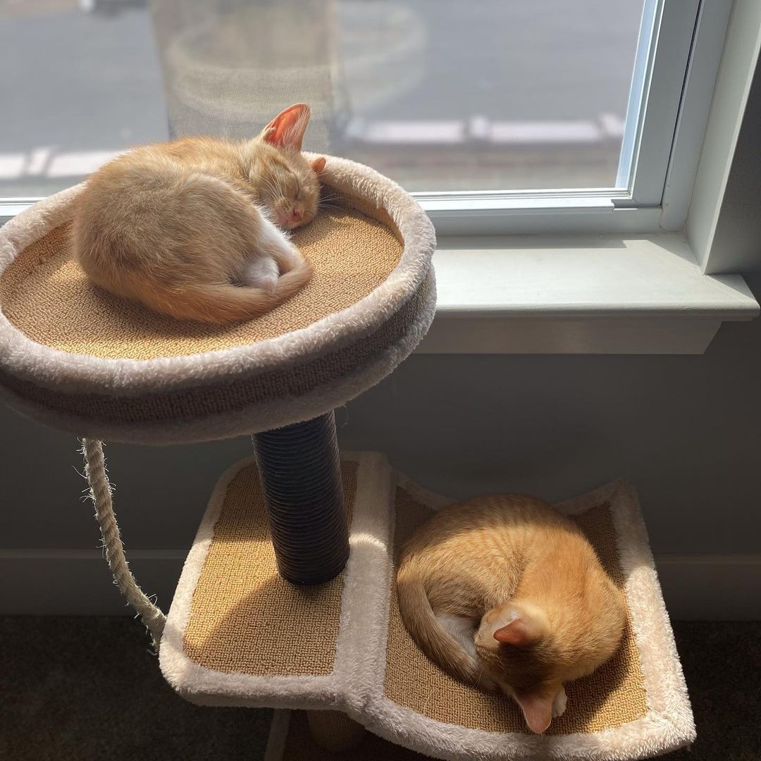 I mean 😍 
It doesn’t get much cuter than this 

<a target='_blank' href='https://www.instagram.com/explore/tags/adoptdontshop/'>#adoptdontshop</a> <a target='_blank' href='https://www.instagram.com/explore/tags/Meg/'>#Meg</a> <a target='_blank' href='https://www.instagram.com/explore/tags/Jack/'>#Jack</a>