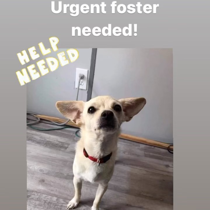 This sweet chi is pregnant & in need of foster placement ASAP! She was taken in by a new foster, unfortunately her own senior cat is so stressed out she is not eating.  Please message if you’re available to take her in!! Share with friends and family who might be able to help! <a target='_blank' href='https://www.instagram.com/explore/tags/fosteringsaveslives/'>#fosteringsaveslives</a> <a target='_blank' href='https://www.instagram.com/explore/tags/fostermom/'>#fostermom</a>  <a target='_blank' href='https://www.instagram.com/explore/tags/fosterdog/'>#fosterdog</a> <a target='_blank' href='https://www.instagram.com/explore/tags/fosterchi/'>#fosterchi</a> <a target='_blank' href='https://www.instagram.com/explore/tags/spayandneuteryourpets/'>#spayandneuteryourpets</a> <a target='_blank' href='https://www.instagram.com/explore/tags/bridgestohomeanimalrescue/'>#bridgestohomeanimalrescue</a>