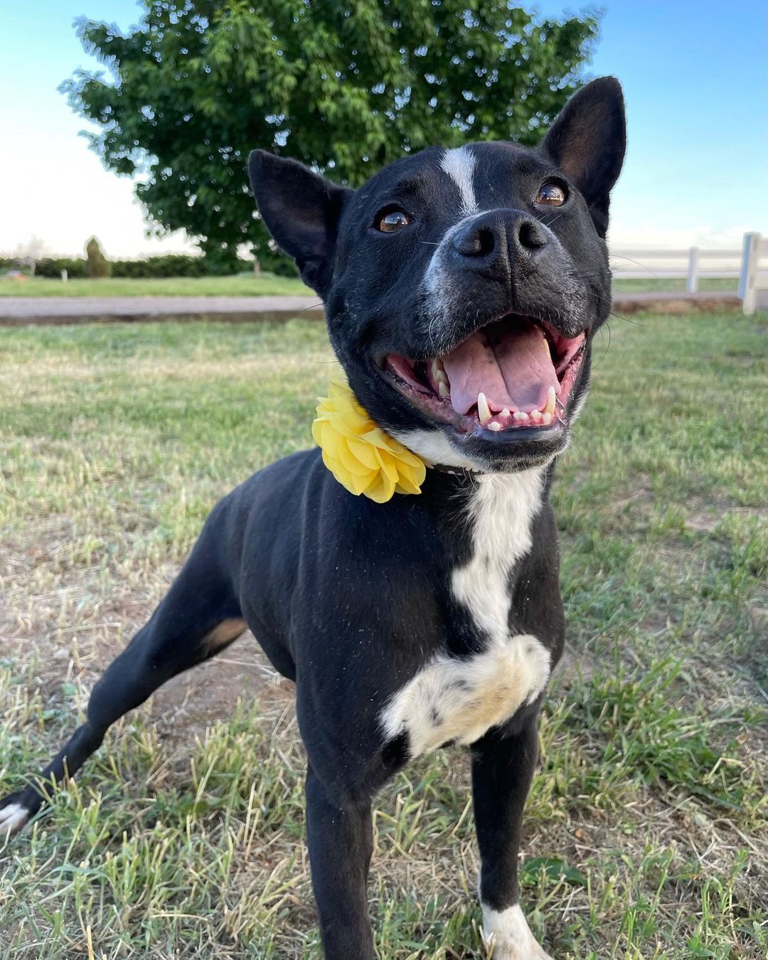 Looking for the perfect pair? Fonz and Petunia are a perfect match for both each other and you! 

This sweet BONDED PAIR is looking for their new home together! They are looking for a FOSTER or FOSTER-TO-ADOPT starting immediately. They were both rescued from San Antonio, Texas, and are ready for a fresh start! 

Fonz is about 2 years old and 52 pounds. His beautiful short coat comes from his black lab mix. Fonz is a submissive and slightly shy boy, but he warms up and will become your best friend very quickly. 

Petunia is about 3 years old and 38 pounds. Her adorable black short coat comes from her staffordshire terrier mix. Petunia is a fun-loving and active pup who loves everyone and everything!

Both Fonz and Petunia are extremely sweet and affectionate. They are wonderful with adults and older children! They would do well with other dogs pending an appropriate introduction. We are unsure how they are with cats at this time. They love hanging out with each other and are both playful pups who would benefit from all sorts of Colorado adventures, including walks, runs, and hikes!

They are both completely vaccinated, spayed/neutered, and microchipped. Their combined adoption fee is $300.