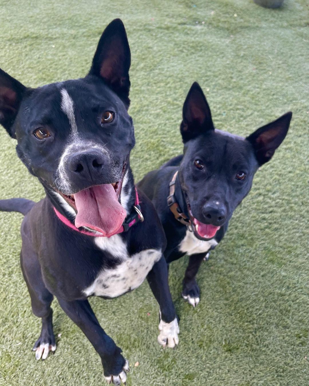 Looking for the perfect pair? Fonz and Petunia are a perfect match for both each other and you! 

This sweet BONDED PAIR is looking for their new home together! They are looking for a FOSTER or FOSTER-TO-ADOPT starting immediately. They were both rescued from San Antonio, Texas, and are ready for a fresh start! 

Fonz is about 2 years old and 52 pounds. His beautiful short coat comes from his black lab mix. Fonz is a submissive and slightly shy boy, but he warms up and will become your best friend very quickly. 

Petunia is about 3 years old and 38 pounds. Her adorable black short coat comes from her staffordshire terrier mix. Petunia is a fun-loving and active pup who loves everyone and everything!

Both Fonz and Petunia are extremely sweet and affectionate. They are wonderful with adults and older children! They would do well with other dogs pending an appropriate introduction. We are unsure how they are with cats at this time. They love hanging out with each other and are both playful pups who would benefit from all sorts of Colorado adventures, including walks, runs, and hikes!

They are both completely vaccinated, spayed/neutered, and microchipped. Their combined adoption fee is $300.