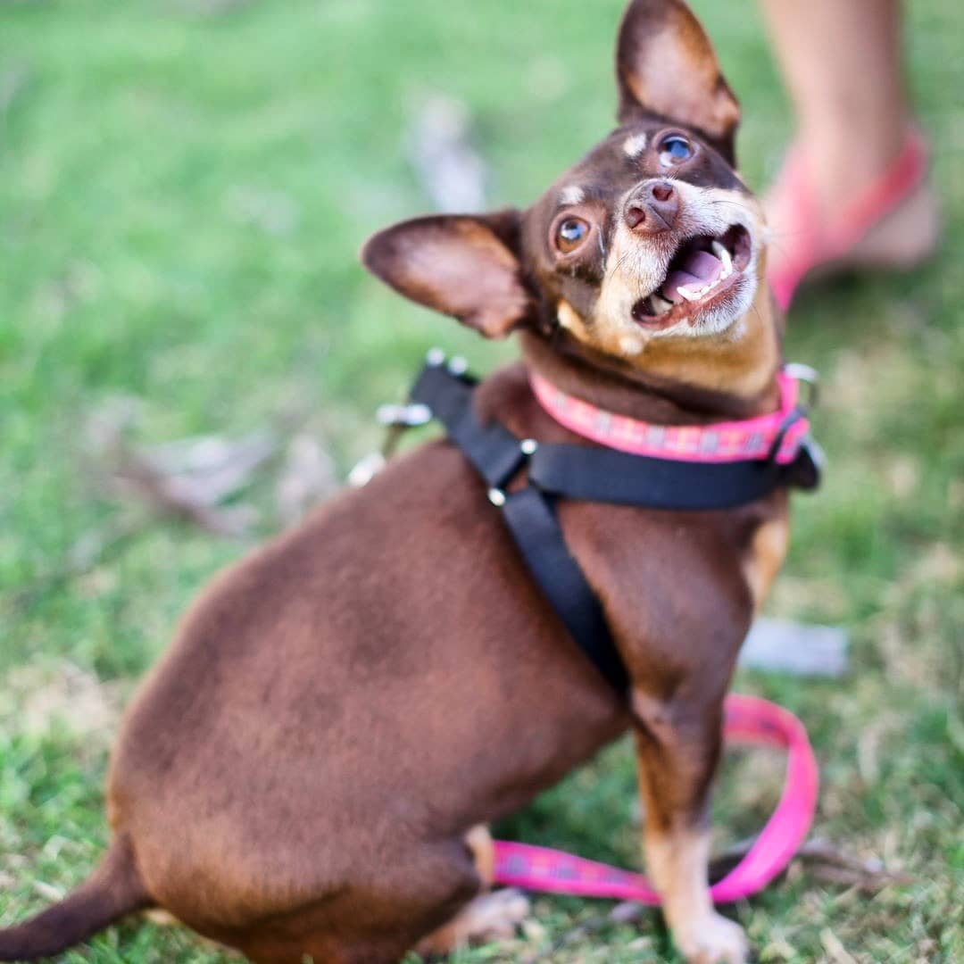 This is Betan, a sweet and adorable 12 year old Chihuahua mix. She is so spunky and still has lots of energy and love to give. She loves people so much and wants nothing more than to have a forever person to follow around. She is available for adoption, reach out if you are interested! 

<a target='_blank' href='https://www.instagram.com/explore/tags/dogs/'>#dogs</a> <a target='_blank' href='https://www.instagram.com/explore/tags/dog/'>#dog</a> <a target='_blank' href='https://www.instagram.com/explore/tags/doglove/'>#doglove</a> <a target='_blank' href='https://www.instagram.com/explore/tags/doglover/'>#doglover</a>  <a target='_blank' href='https://www.instagram.com/explore/tags/animalfriends/'>#animalfriends</a>  <a target='_blank' href='https://www.instagram.com/explore/tags/dogsofinstagram/'>#dogsofinstagram</a> <a target='_blank' href='https://www.instagram.com/explore/tags/dogsofinstaworld/'>#dogsofinstaworld</a> <a target='_blank' href='https://www.instagram.com/explore/tags/dogs_of_world/'>#dogs_of_world</a> <a target='_blank' href='https://www.instagram.com/explore/tags/cutedog/'>#cutedog</a> <a target='_blank' href='https://www.instagram.com/explore/tags/dogs_of_instagram/'>#dogs_of_instagram</a> <a target='_blank' href='https://www.instagram.com/explore/tags/dogsofcalifornia/'>#dogsofcalifornia</a> <a target='_blank' href='https://www.instagram.com/explore/tags/focuseddog/'>#focuseddog</a> <a target='_blank' href='https://www.instagram.com/explore/tags/dogsandpals/'>#dogsandpals</a> <a target='_blank' href='https://www.instagram.com/explore/tags/happydog/'>#happydog</a> <a target='_blank' href='https://www.instagram.com/explore/tags/loveddog/'>#loveddog</a> <a target='_blank' href='https://www.instagram.com/explore/tags/spoileddog/'>#spoileddog</a> <a target='_blank' href='https://www.instagram.com/explore/tags/dogstagram/'>#dogstagram</a> <a target='_blank' href='https://www.instagram.com/explore/tags/animals/'>#animals</a> <a target='_blank' href='https://www.instagram.com/explore/tags/animalfriends/'>#animalfriends</a> <a target='_blank' href='https://www.instagram.com/explore/tags/animallovers/'>#animallovers</a> <a target='_blank' href='https://www.instagram.com/explore/tags/saveallanimals/'>#saveallanimals</a> <a target='_blank' href='https://www.instagram.com/explore/tags/loveallanimals/'>#loveallanimals</a> <a target='_blank' href='https://www.instagram.com/explore/tags/dogsofinstaworld/'>#dogsofinstaworld</a> <a target='_blank' href='https://www.instagram.com/explore/tags/dogsofig/'>#dogsofig</a>