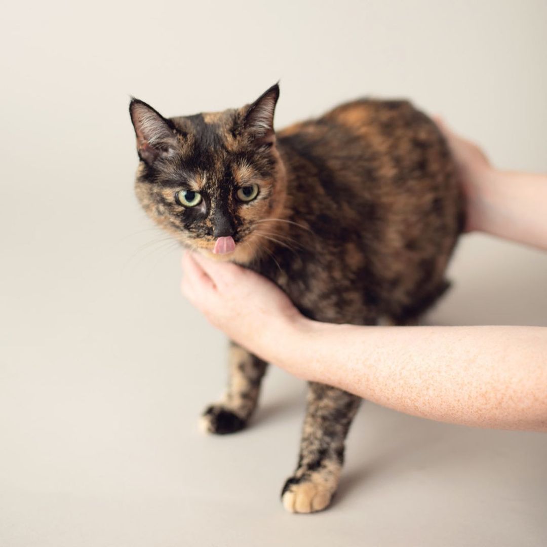 Nona & Patches are the worlds sweetest torti-sister duo!💕 They were surrendered to us in February after their human passed away. Five months later and they are still patiently awaiting their purrfect furever home. They would do best in a quiet home without other cats or dogs. These beautiful little ladies deserve to be spoiled beyond their wildest dreams. Apply to meet Nona & Patches today! 🐾 (📸: @andreapeardonphotography)