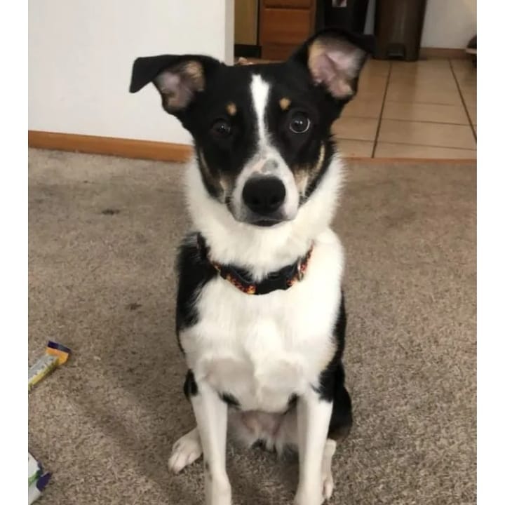 This pretty girl is Lucina.  She is looking for a home or a foster! Lucina is a 2 year old female border collie mix. She is UTD on her shots and heartworm negative. She is house and crate trained and knows her commands. She gets along with the children that she has met, but has never lived with any. She has a cat that she lives with in her house. Lucina doesn’t like the vacuum and can be fearful of other dogs. She is still young and has a lot of energy. She will need an active household. Check out her webpage: https://www.mwbcr.org/all_dogs/lucina/ and please share!