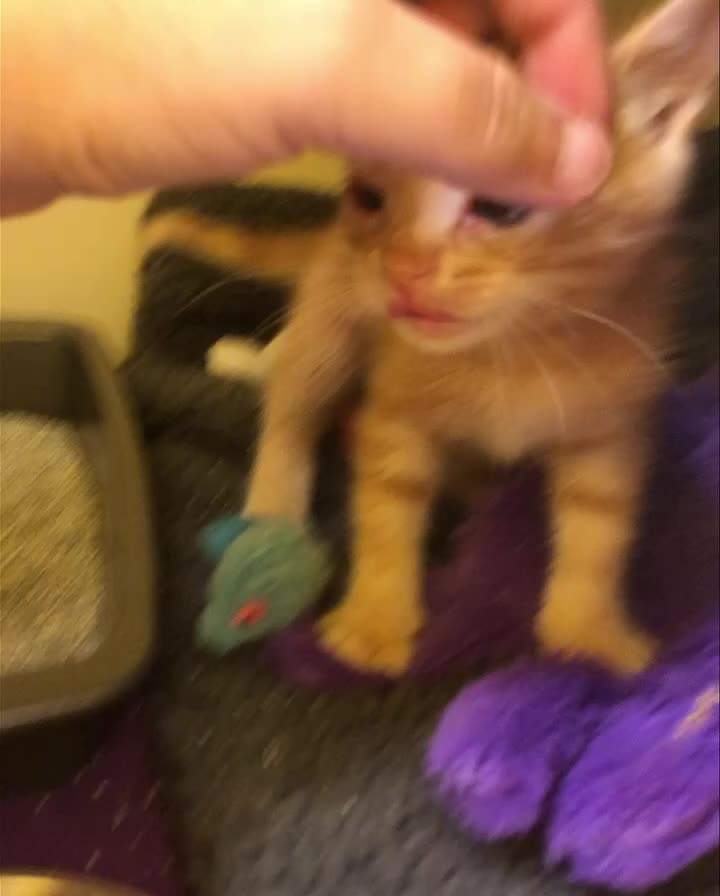 Spud’s doing amazing! Renee Banks, you saved his life! His eye is already better and he’s doing very well with the ointment being put in twice per day. Doesn’t even notice. He’s the sweetest little man, super snuggly, and will be a great cat for someone!