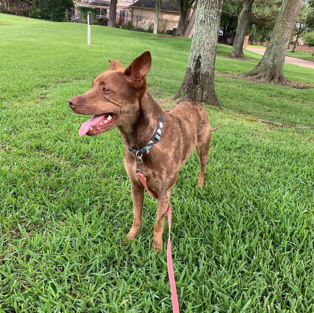 Dexter would love for you to meet his friends.  He says if you share his profile to find him a home please make sure the new family has friendly doggies to play with. He is on Petfinder under ZOEY.Petfinder.com