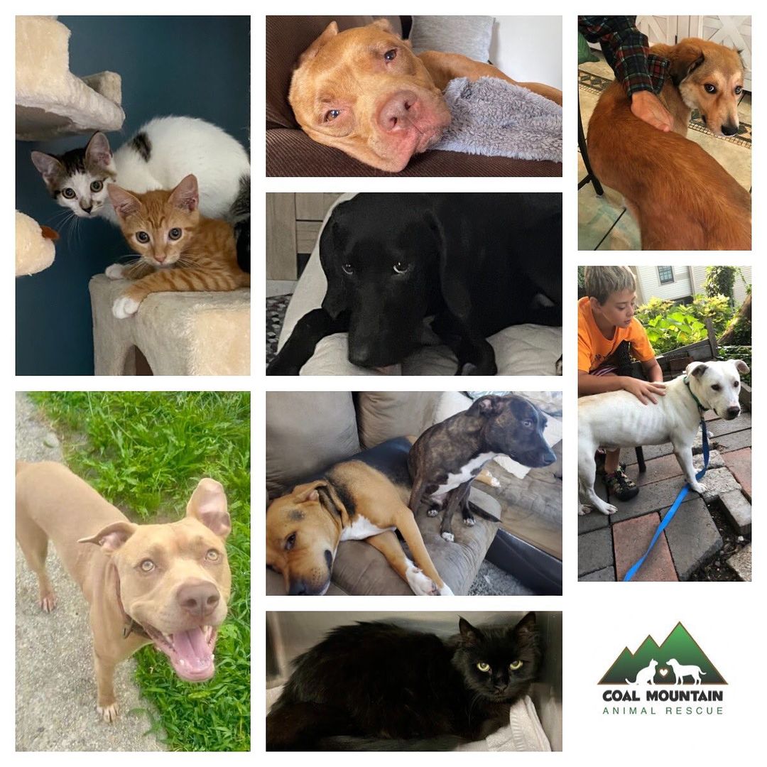 We may be a small team, but we are rockin’ and rollin’. These are just a handful of the precious lives saved over the past few weeks! The more people who step up to foster or adopt, the more lives we can save! ❤️🐾 <a target='_blank' href='https://www.instagram.com/explore/tags/adoptdontshop/'>#adoptdontshop</a>❤️ <a target='_blank' href='https://www.instagram.com/explore/tags/fosterdogs/'>#fosterdogs</a> <a target='_blank' href='https://www.instagram.com/explore/tags/fosteringsaveslives/'>#fosteringsaveslives</a>