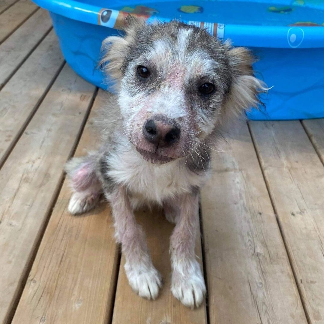 🚨$5 NAIL TRIMS SATURDAY AUGUST 7TH @thedoggos_toronto 
All proceeds go to helping @thedoggosrescue foster dogs.

Here are just a few of the dogs currently in foster care. 
(picture 2. FRITO, picture 3. BEN, picture 4. MARV) 

<a target='_blank' href='https://www.instagram.com/explore/tags/rescuedogs/'>#rescuedogs</a> <a target='_blank' href='https://www.instagram.com/explore/tags/nailtrim/'>#nailtrim</a> <a target='_blank' href='https://www.instagram.com/explore/tags/etobicokedogs/'>#etobicokedogs</a> <a target='_blank' href='https://www.instagram.com/explore/tags/torontodogs/'>#torontodogs</a> <a target='_blank' href='https://www.instagram.com/explore/tags/toronto/'>#toronto</a> <a target='_blank' href='https://www.instagram.com/explore/tags/gta/'>#gta</a> <a target='_blank' href='https://www.instagram.com/explore/tags/dogmom/'>#dogmom</a> <a target='_blank' href='https://www.instagram.com/explore/tags/thedoggos/'>#thedoggos</a> <a target='_blank' href='https://www.instagram.com/explore/tags/thedoggosrescue/'>#thedoggosrescue</a> <a target='_blank' href='https://www.instagram.com/explore/tags/lovedogs/'>#lovedogs</a> <a target='_blank' href='https://www.instagram.com/explore/tags/torontodogs/'>#torontodogs</a> <a target='_blank' href='https://www.instagram.com/explore/tags/pawdicure/'>#pawdicure</a> <a target='_blank' href='https://www.instagram.com/explore/tags/dogs/'>#dogs</a> <a target='_blank' href='https://www.instagram.com/explore/tags/doggosdoingthings/'>#doggosdoingthings</a> <a target='_blank' href='https://www.instagram.com/explore/tags/fundraiser/'>#fundraiser</a>