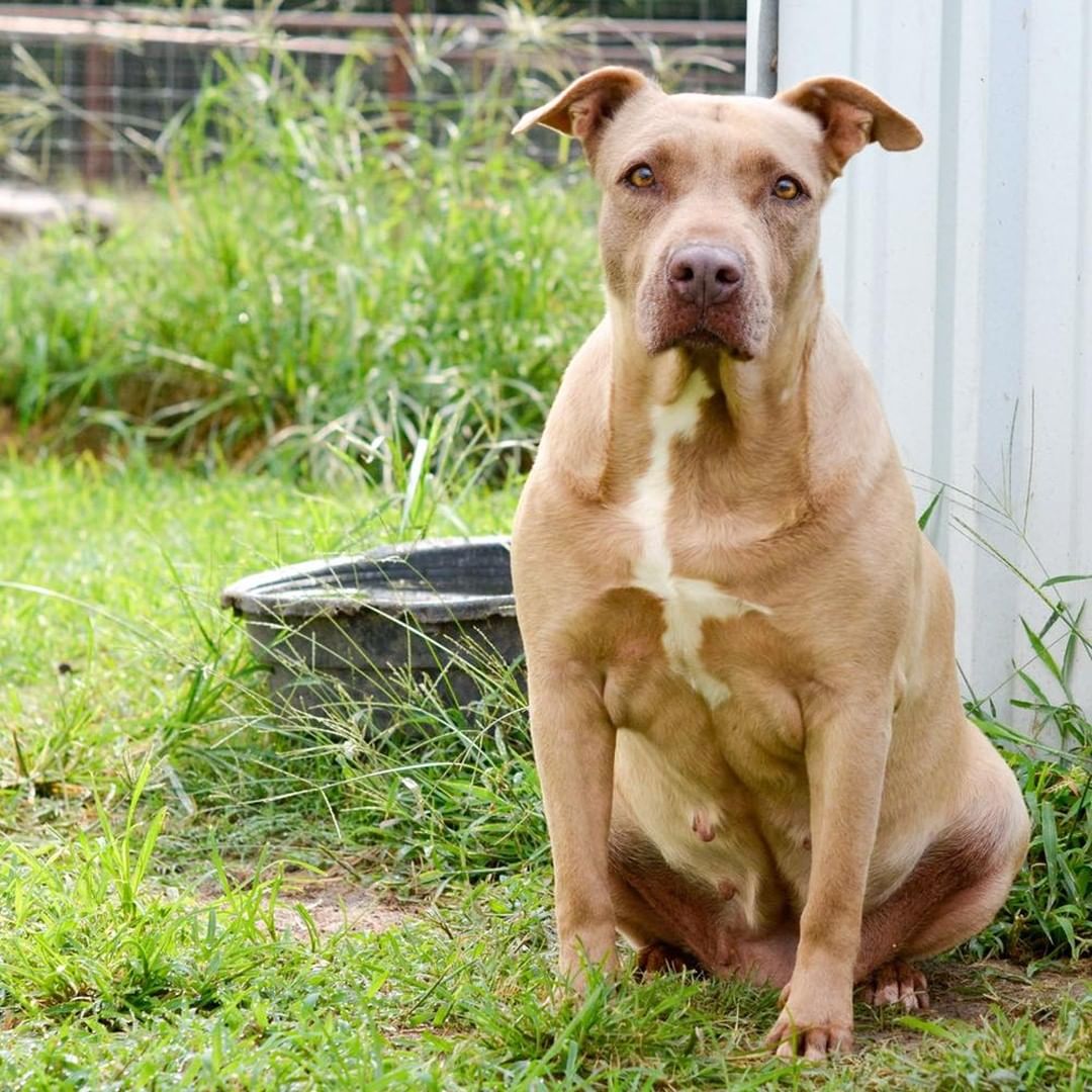 How could you not fall in love with this face? I am a playful, yet serious single girl looking for a like-minded forever family. Are you single or married? Would you be my Mom or Dad or both?  Would I have human siblings or fur-siblings? I’m great with any answer to those questions! The kennel staff says I’m one of those “Velcro” dogs.  I don’t know what that means. I just know I love my people and want to be with them doing everything they are doing! I also really like to play with my kennel fur mate!  I’m what they call a pretty much perfect dog. 
I absolutely love chew toys and treats, but right now I am a little on the fluffy side so I’ll need you to help me with an exercise and diet program to shed a few of these darn girlie pounds. 
My heart is the same color as my eyes – gold! And that same heart is huge and ready for a new beginning with you. 
I’m spayed, microchipped, up to date on all vaccinations and ready to go home with you. If you already have a fur kid at home, come out to let me get to know you both. I’m excited to meet everyone that might be my forever family.
 
If you would like to adopt me, please complete the pre-qualification application at this link: https://bit.ly/2CCVFPV
 
Please visit https://www.tbcanimalrescue.com/how-to-help to learn about the many ways to help Texas Best Choices Animal Rescue.
 
<a target='_blank' href='https://www.instagram.com/explore/tags/AdoptDontShop/'>#AdoptDontShop</a> <a target='_blank' href='https://www.instagram.com/explore/tags/TBCAnimalRescue/'>#TBCAnimalRescue</a> <a target='_blank' href='https://www.instagram.com/explore/tags/RescueDogs/'>#RescueDogs</a>