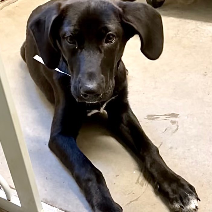 Meet Miss Sadie P. she is good with kids, cats and dogs. The vet says she is 4 months old.  She is a sweet girl looking for a foster or forever home.

To foster check out https://labradorfriends.com/how-to-foster/

To adopt check out https://labradorfriends.com/how-to-adopt/