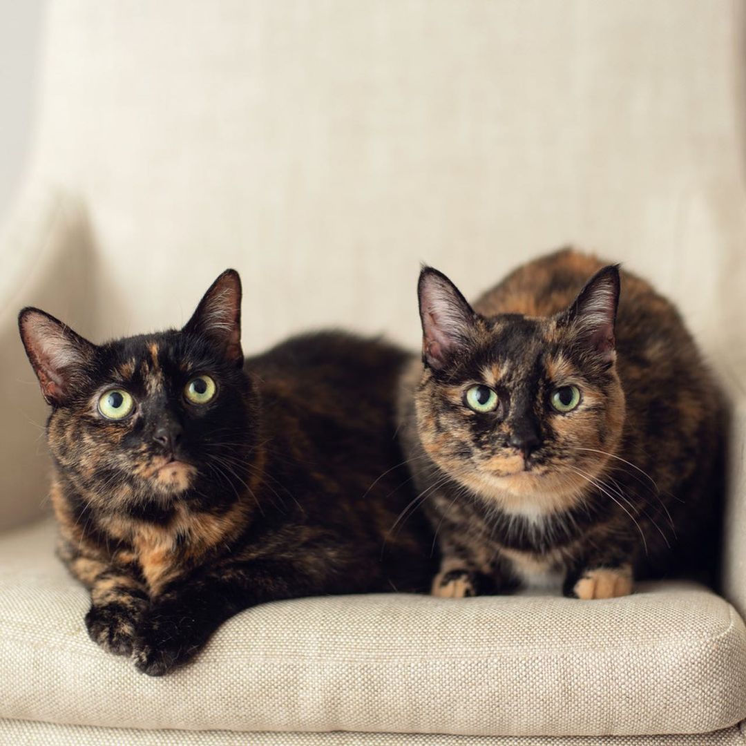 Nona & Patches are the worlds sweetest torti-sister duo!💕 They were surrendered to us in February after their human passed away. Five months later and they are still patiently awaiting their purrfect furever home. They would do best in a quiet home without other cats or dogs. These beautiful little ladies deserve to be spoiled beyond their wildest dreams. Apply to meet Nona & Patches today! 🐾 (📸: @andreapeardonphotography)