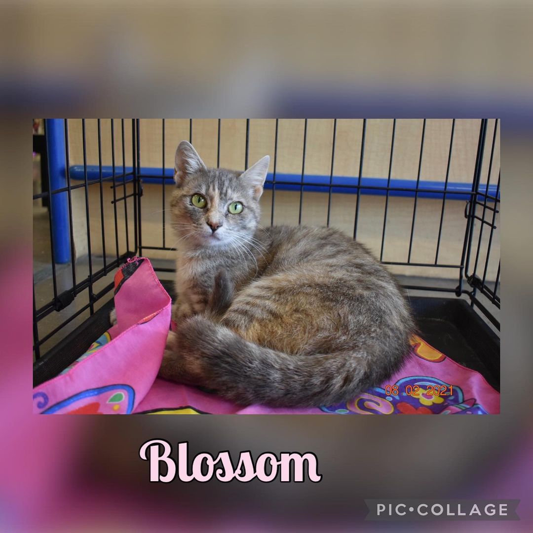 Blossom Super sweet, calm and gentle with kids and adults.  She has only been around her kittens/no other cats or dogs. She’s spayed, microchipped and UTD on vaccinations. Interested in any of our cats please e-mail us at ngaa.animals@gmail.com Thank you!