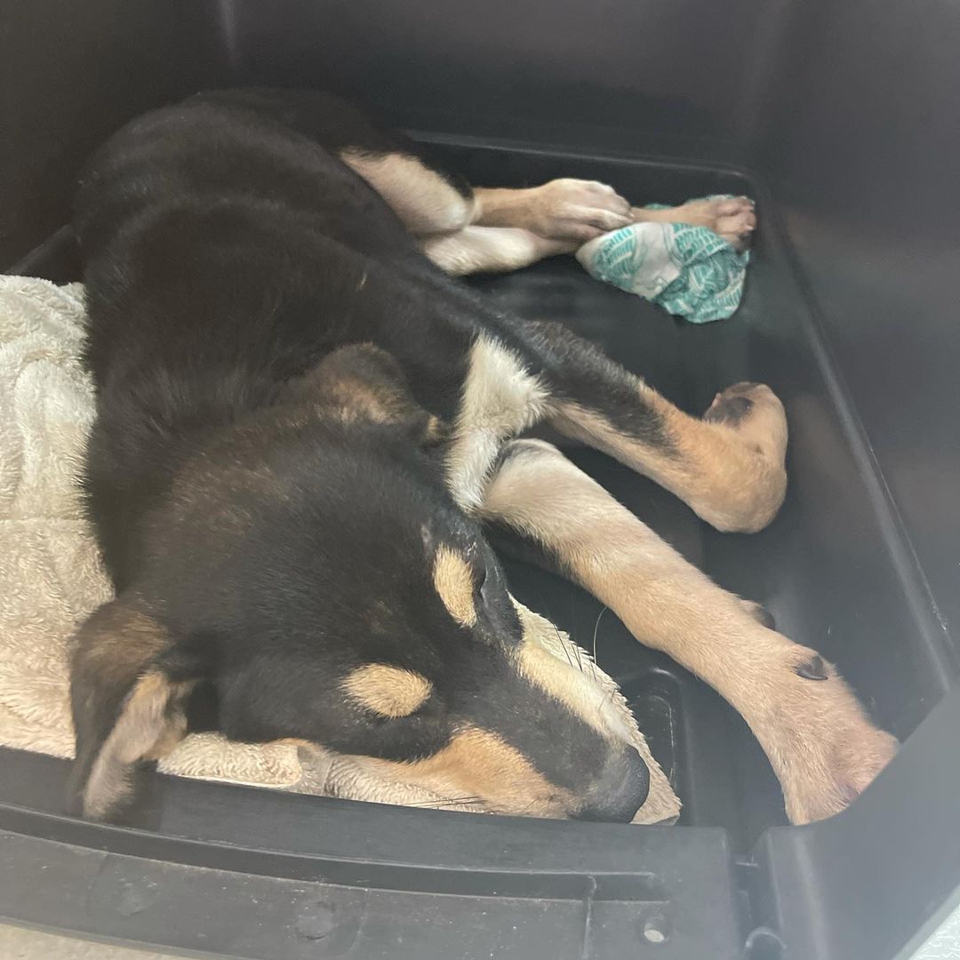 @ruby.jeanne - update on CABO! He made it through the night and is alert. We have another 24 hours observation and hoping he will released tomorrow or Thursday. Keep up the prayers and thanks to all the supporters. This little guy needs you!