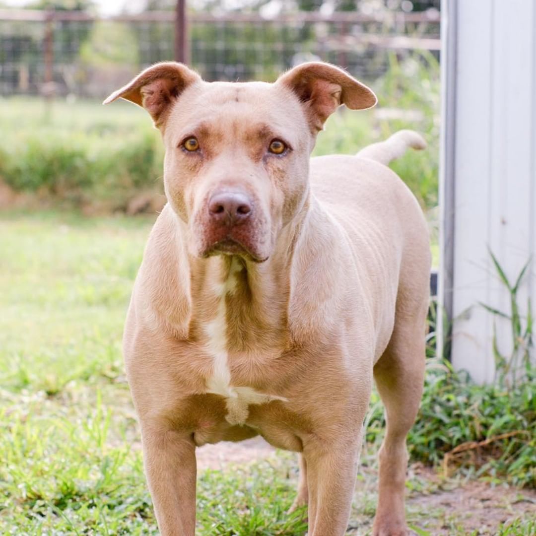 How could you not fall in love with this face? I am a playful, yet serious single girl looking for a like-minded forever family. Are you single or married? Would you be my Mom or Dad or both?  Would I have human siblings or fur-siblings? I’m great with any answer to those questions! The kennel staff says I’m one of those “Velcro” dogs.  I don’t know what that means. I just know I love my people and want to be with them doing everything they are doing! I also really like to play with my kennel fur mate!  I’m what they call a pretty much perfect dog. 
I absolutely love chew toys and treats, but right now I am a little on the fluffy side so I’ll need you to help me with an exercise and diet program to shed a few of these darn girlie pounds. 
My heart is the same color as my eyes – gold! And that same heart is huge and ready for a new beginning with you. 
I’m spayed, microchipped, up to date on all vaccinations and ready to go home with you. If you already have a fur kid at home, come out to let me get to know you both. I’m excited to meet everyone that might be my forever family.
 
If you would like to adopt me, please complete the pre-qualification application at this link: https://bit.ly/2CCVFPV
 
Please visit https://www.tbcanimalrescue.com/how-to-help to learn about the many ways to help Texas Best Choices Animal Rescue.
 
<a target='_blank' href='https://www.instagram.com/explore/tags/AdoptDontShop/'>#AdoptDontShop</a> <a target='_blank' href='https://www.instagram.com/explore/tags/TBCAnimalRescue/'>#TBCAnimalRescue</a> <a target='_blank' href='https://www.instagram.com/explore/tags/RescueDogs/'>#RescueDogs</a>