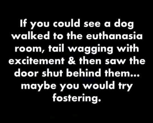 Simple, true and devastating all at the same time. Help us help them. <a target='_blank' href='https://www.instagram.com/explore/tags/fosteringsaveslives/'>#fosteringsaveslives</a> 🐾