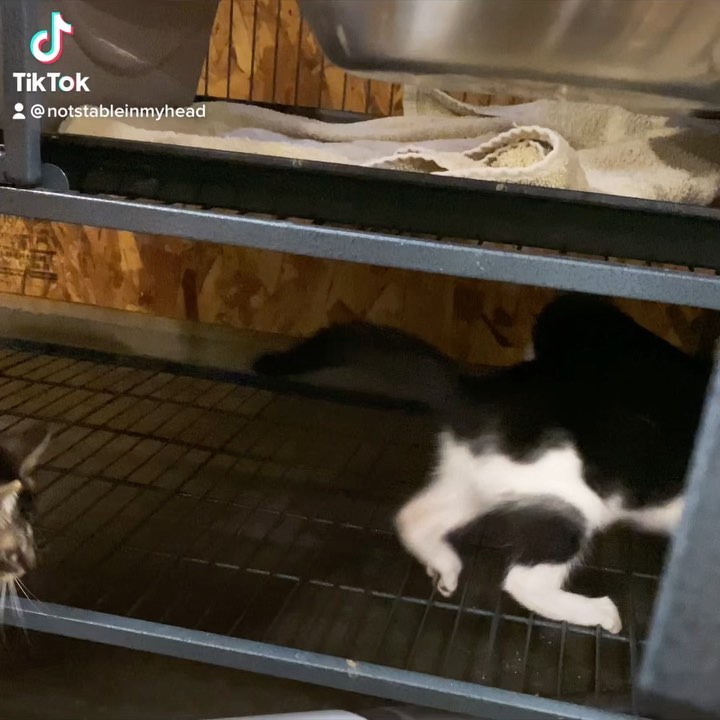 I’m going to catch you and put you in my mouth 🐱🧹👄<a target='_blank' href='https://www.instagram.com/explore/tags/littlepawsofmtv/'>#littlepawsofmtv</a><a target='_blank' href='https://www.instagram.com/explore/tags/kittensofinstagram/'>#kittensofinstagram</a><a target='_blank' href='https://www.instagram.com/explore/tags/rescue/'>#rescue</a><a target='_blank' href='https://www.instagram.com/explore/tags/adoptdontshop/'>#adoptdontshop</a><a target='_blank' href='https://www.instagram.com/explore/tags/notstableinmyhead/'>#notstableinmyhead</a><a target='_blank' href='https://www.instagram.com/explore/tags/loveyou/'>#loveyou</a><a target='_blank' href='https://www.instagram.com/explore/tags/saethemcats/'>#saethemcats</a>