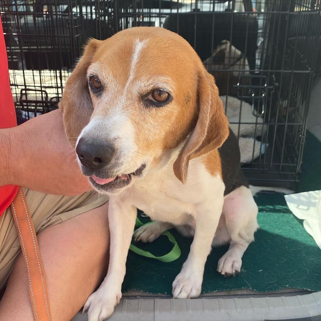 Meet Penny! She is a sweet 3 year old hw+ beagle mix looking for her forever home! Luckily she made it to into our care where we will cover her treatment so she’s good as new! Can you be her forever home? 

For more information: https://www.adoptapet.com/pet/31998047-rockville-maryland-beagle

<a target='_blank' href='https://www.instagram.com/explore/tags/adoptdontshop/'>#adoptdontshop</a> <a target='_blank' href='https://www.instagram.com/explore/tags/adoptablebeagle/'>#adoptablebeagle</a> <a target='_blank' href='https://www.instagram.com/explore/tags/beagle/'>#beagle</a> <a target='_blank' href='https://www.instagram.com/explore/tags/adoptme/'>#adoptme</a>