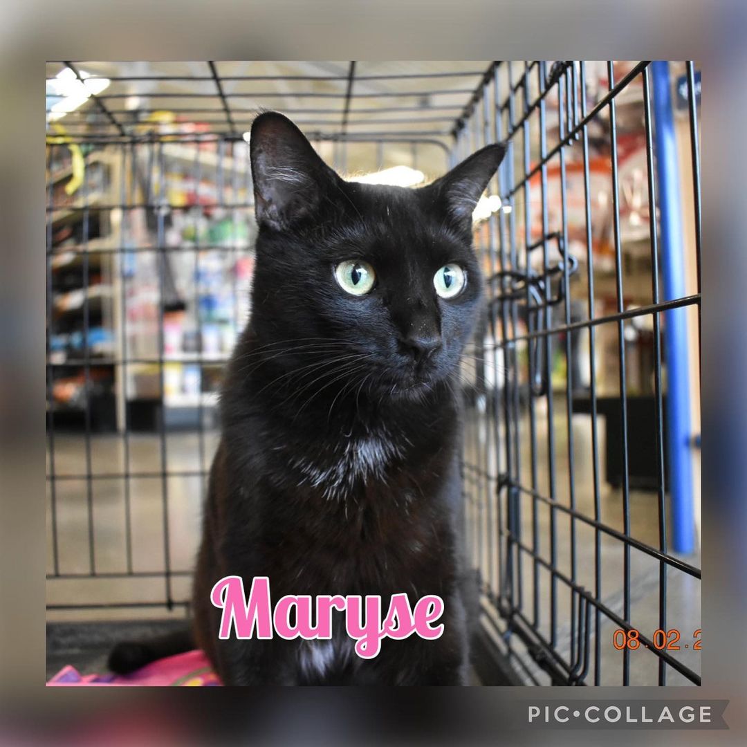 Maryse is super sweet, spayed, microchipped and UTD on vaccinations. Interested in any of our cats please e-mail us at ngaa.animals@gmail.com Thank you!