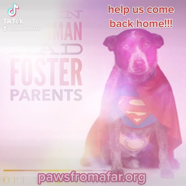 Fosters Needed, pawlease!! <a target='_blank' href='https://www.instagram.com/explore/tags/adoptdontshop/'>#adoptdontshop</a> <a target='_blank' href='https://www.instagram.com/explore/tags/shelterdog/'>#shelterdog</a> <a target='_blank' href='https://www.instagram.com/explore/tags/muttsofinstagram/'>#muttsofinstagram</a> <a target='_blank' href='https://www.instagram.com/explore/tags/muttsrule/'>#muttsrule</a> <a target='_blank' href='https://www.instagram.com/explore/tags/fosteringsaveslives/'>#fosteringsaveslives</a> <a target='_blank' href='https://www.instagram.com/explore/tags/savethemall/'>#savethemall</a> <a target='_blank' href='https://www.instagram.com/explore/tags/pawsfromafar/'>#pawsfromafar</a> @whitneywaythore @jackofalltradesboston @peaches_the_free_elf @kekedoyouneedme @romeo.brix @brielarson @erindogovichdoubled @becca033073 @diane.lynch.5872 @izzyblindwonderdog @dwayne.keller.12 @dmparadis5 @furball_foster_fail