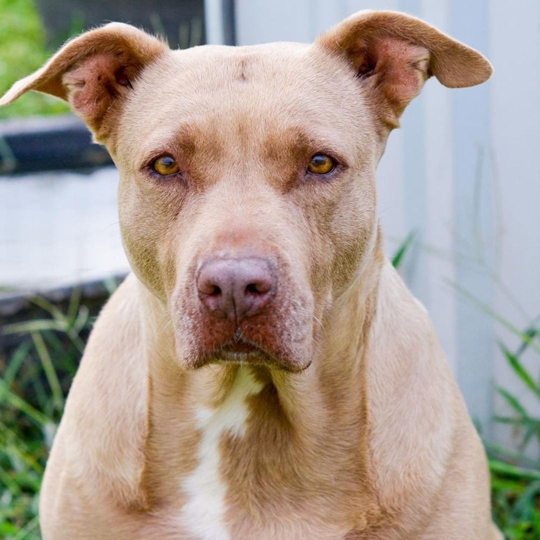 How could you not fall in love with this face? I am a playful, yet serious single girl looking for a like-minded forever family. Are you single or married? Would you be my Mom or Dad or both?  Would I have human siblings or fur-siblings? I’m great with any answer to those questions! The kennel staff says I’m one of those “Velcro” dogs.  I don’t know what that means. I just know I love my people and want to be with them doing everything they are doing! I also really like to play with my kennel fur mate!  I’m what they call a pretty much perfect dog. 
I absolutely love chew toys and treats, but right now I am a little on the fluffy side so I’ll need you to help me with an exercise and diet program to shed a few of these darn girlie pounds. 
My heart is the same color as my eyes – gold! And that same heart is huge and ready for a new beginning with you. 
I’m spayed, microchipped, up to date on all vaccinations and ready to go home with you. If you already have a fur kid at home, come out to let me get to know you both. I’m excited to meet everyone that might be my forever family.
 
If you would like to adopt me, please complete the pre-qualification application at this link: https://bit.ly/2CCVFPV
 
Please visit https://www.tbcanimalrescue.com/how-to-help to learn about the many ways to help Texas Best Choices Animal Rescue.
 
<a target='_blank' href='https://www.instagram.com/explore/tags/AdoptDontShop/'>#AdoptDontShop</a> <a target='_blank' href='https://www.instagram.com/explore/tags/TBCAnimalRescue/'>#TBCAnimalRescue</a> <a target='_blank' href='https://www.instagram.com/explore/tags/RescueDogs/'>#RescueDogs</a>