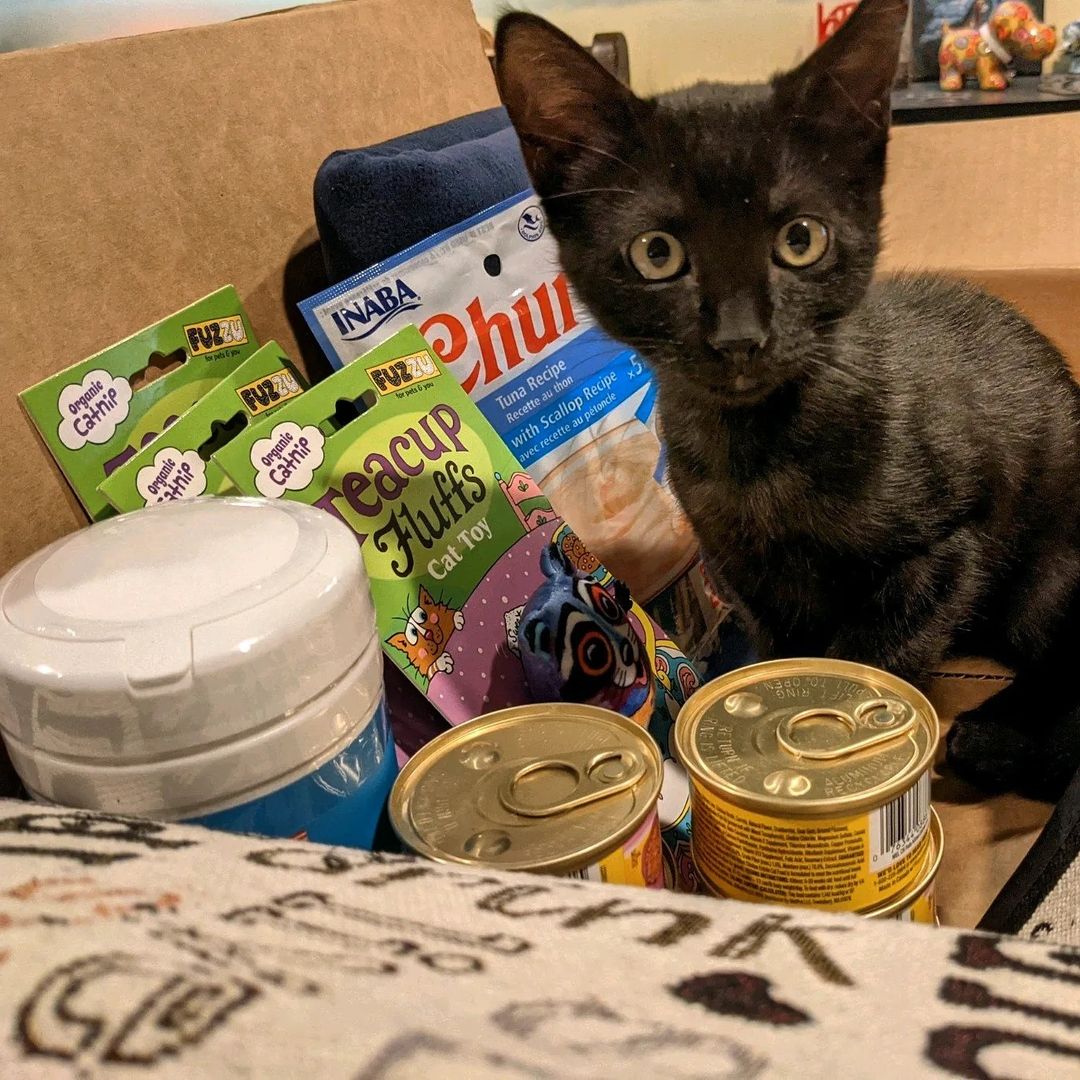 Thank you so much to @welovecuddly for the wishlist donations! This kitten season has been really crazy and we need all the help we can get. Little FPV survivor Salem especially appreciates all the toys and treats. He was the first one to check them out!
<a target='_blank' href='https://www.instagram.com/explore/tags/cat/'>#cat</a> <a target='_blank' href='https://www.instagram.com/explore/tags/cats/'>#cats</a> <a target='_blank' href='https://www.instagram.com/explore/tags/kitten/'>#kitten</a> <a target='_blank' href='https://www.instagram.com/explore/tags/kittenlove/'>#kittenlove</a> <a target='_blank' href='https://www.instagram.com/explore/tags/catpic/'>#catpic</a> <a target='_blank' href='https://www.instagram.com/explore/tags/catlover/'>#catlover</a> <a target='_blank' href='https://www.instagram.com/explore/tags/adorablecats/'>#adorablecats</a> <a target='_blank' href='https://www.instagram.com/explore/tags/catlife/'>#catlife</a> <a target='_blank' href='https://www.instagram.com/explore/tags/catlove/'>#catlove</a> <a target='_blank' href='https://www.instagram.com/explore/tags/catsofinstagram/'>#catsofinstagram</a> <a target='_blank' href='https://www.instagram.com/explore/tags/catsrule/'>#catsrule</a> <a target='_blank' href='https://www.instagram.com/explore/tags/catstagram/'>#catstagram</a> <a target='_blank' href='https://www.instagram.com/explore/tags/lazycat/'>#lazycat</a> <a target='_blank' href='https://www.instagram.com/explore/tags/lazykitten/'>#lazykitten</a> <a target='_blank' href='https://www.instagram.com/explore/tags/cuddlebuddies/'>#cuddlebuddies</a> <a target='_blank' href='https://www.instagram.com/explore/tags/catattitude/'>#catattitude</a> <a target='_blank' href='https://www.instagram.com/explore/tags/cutecat/'>#cutecat</a> <a target='_blank' href='https://www.instagram.com/explore/tags/cutekitten/'>#cutekitten</a> <a target='_blank' href='https://www.instagram.com/explore/tags/rescuecat/'>#rescuecat</a> <a target='_blank' href='https://www.instagram.com/explore/tags/adorablekittens/'>#adorablekittens</a> <a target='_blank' href='https://www.instagram.com/explore/tags/adorablecats/'>#adorablecats</a> <a target='_blank' href='https://www.instagram.com/explore/tags/cats_of_instagram/'>#cats_of_instagram</a> <a target='_blank' href='https://www.instagram.com/explore/tags/cats_of_world/'>#cats_of_world</a>  <a target='_blank' href='https://www.instagram.com/explore/tags/animals/'>#animals</a> <a target='_blank' href='https://www.instagram.com/explore/tags/animallove/'>#animallove</a> <a target='_blank' href='https://www.instagram.com/explore/tags/animallovers/'>#animallovers</a> <a target='_blank' href='https://www.instagram.com/explore/tags/pets/'>#pets</a> <a target='_blank' href='https://www.instagram.com/explore/tags/pet/'>#pet</a> <a target='_blank' href='https://www.instagram.com/explore/tags/saveallanimals/'>#saveallanimals</a> <a target='_blank' href='https://www.instagram.com/explore/tags/loveallanimals/'>#loveallanimals</a> <a target='_blank' href='https://www.instagram.com/explore/tags/protectallanimals/'>#protectallanimals</a>