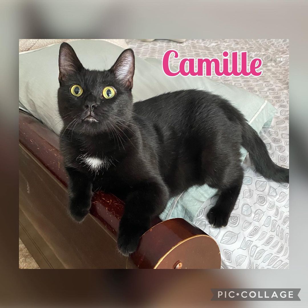 Camille is spayed, microchipped and UTD on vaccinations. She’s super sweet loves to be around her human and will cuddle all the time. Interested in any of our cats please e-mail us at ngaa.animals@gmail.com Thank you!