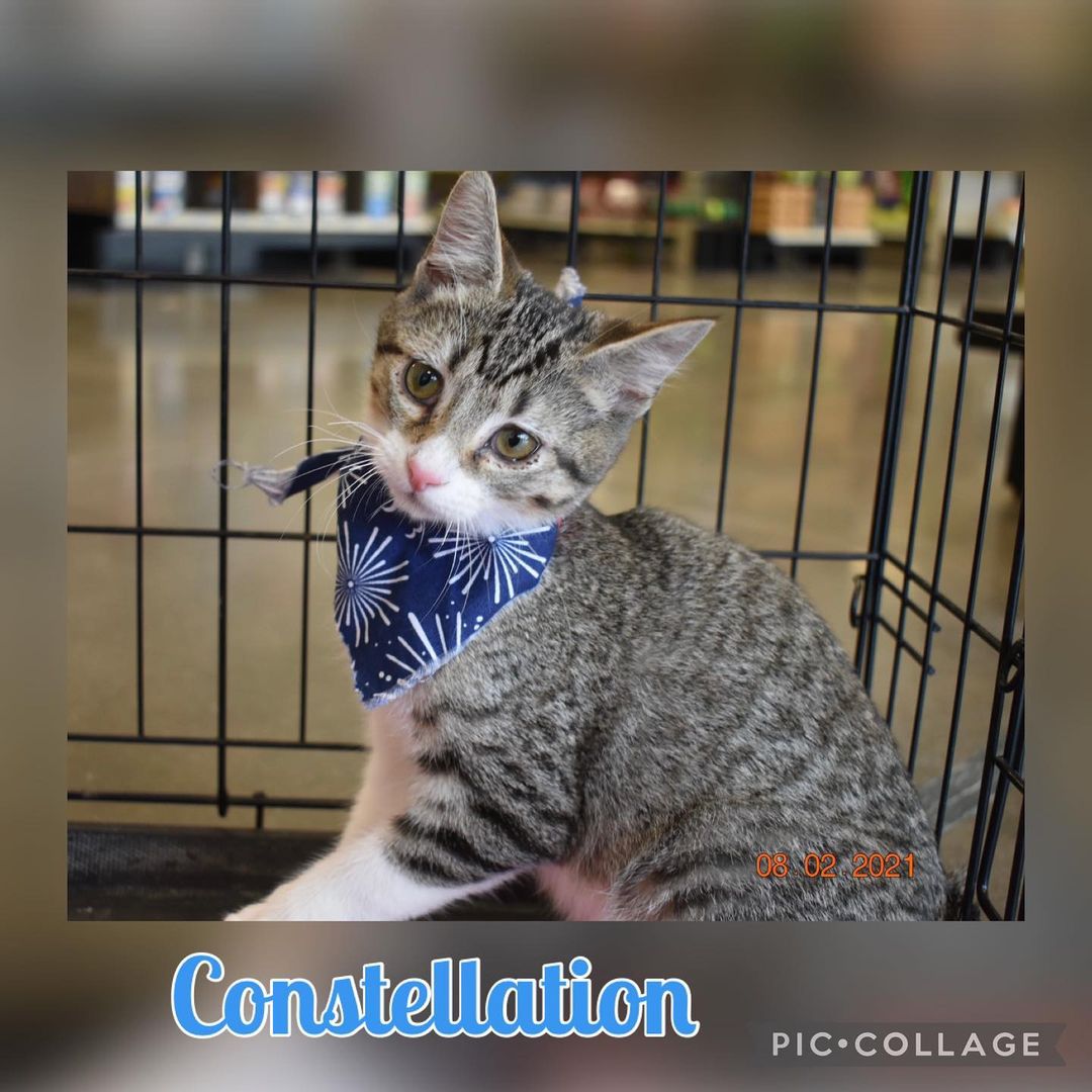 Constellation is 16 wks old, neutered, microchipped and UTD on vaccinations. He is super friendly and is good with other cats and dogs. He loves to spend time sitting in a window and looking outside, he also loves to be cuddled and loves to sleep in the bed with you. Interested in any of our cats please e-mail us at ngaa.animals@gmail.com Thank you!