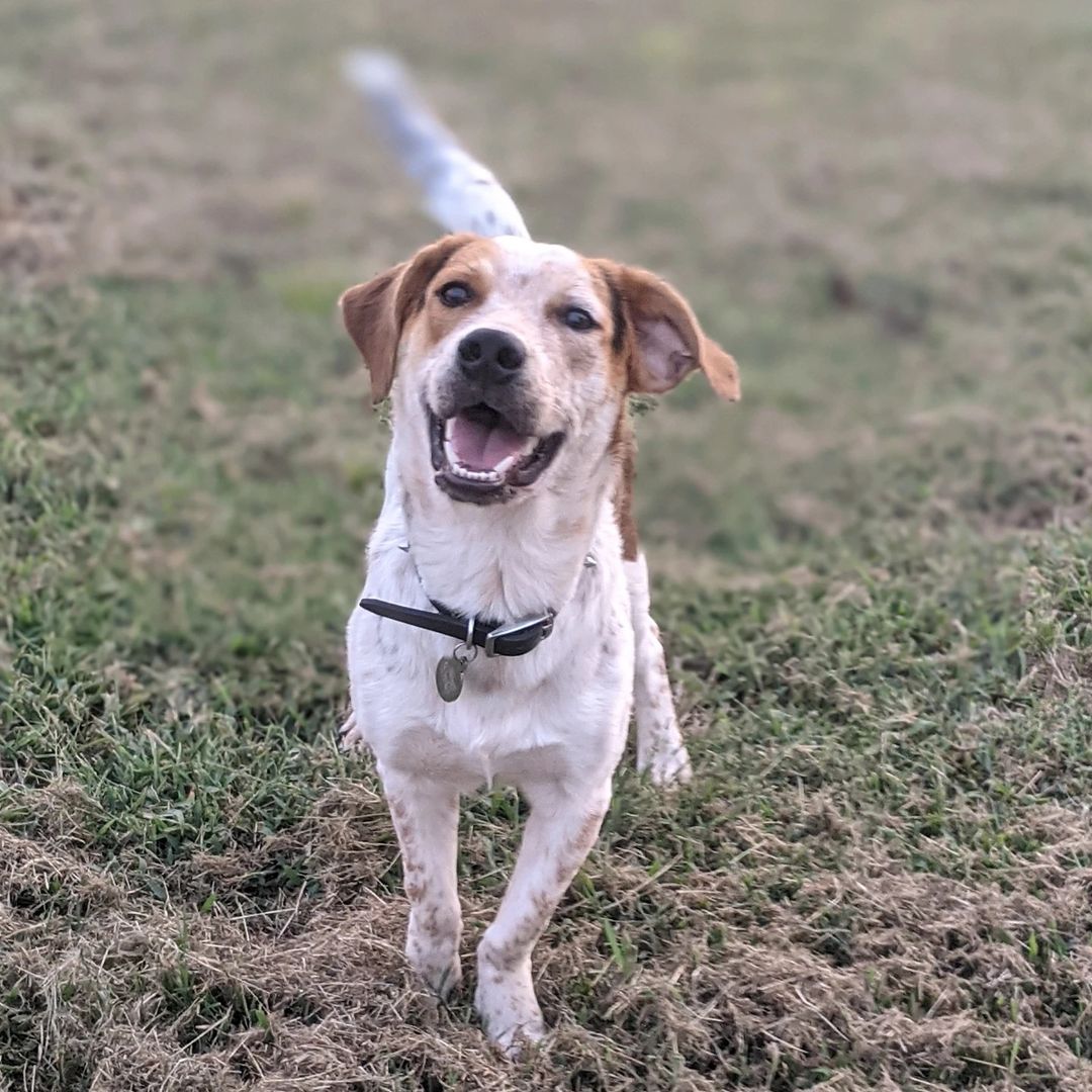 Zero, a basset heeler mix playing in the yard with a couple Pyrenees.