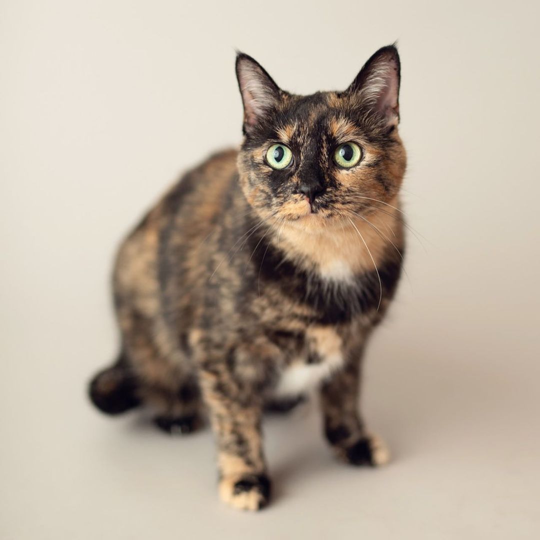 Nona & Patches are the worlds sweetest torti-sister duo!💕 They were surrendered to us in February after their human passed away. Five months later and they are still patiently awaiting their purrfect furever home. They would do best in a quiet home without other cats or dogs. These beautiful little ladies deserve to be spoiled beyond their wildest dreams. Apply to meet Nona & Patches today! 🐾 (📸: @andreapeardonphotography)