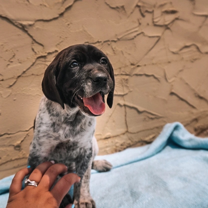 Meet Sage🌿
I can't say enough good things about these puppies. Sage was 6th out of the 7 to be born and initially identified by her orange collar.  Her head is entirely black just like her dad, and she is easy to pick out from the pack by the 