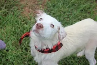 Aladdin needs a foster home in Houston, TX for just about 30 days while he can catch a flight to Seattle  and his forever home.  Can you help?  Check out his profile on Petfinder https://www.petfinder.com/dog/aladdin-52468718/wa/arlington/in-the-name-of-zoey-houston-tx-tx1956/