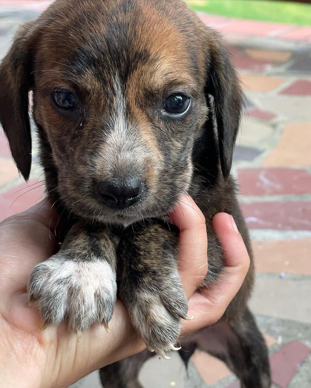 So many cuties looking for their new homes. We love ♻️ pets. ♥️ <a target='_blank' href='https://www.instagram.com/explore/tags/adopt/'>#adopt</a> <a target='_blank' href='https://www.instagram.com/explore/tags/rescue/'>#rescue</a> <a target='_blank' href='https://www.instagram.com/explore/tags/lovabull/'>#lovabull</a> <a target='_blank' href='https://www.instagram.com/explore/tags/yorkie/'>#yorkie</a> <a target='_blank' href='https://www.instagram.com/explore/tags/beagle/'>#beagle</a> <a target='_blank' href='https://www.instagram.com/explore/tags/dogs/'>#dogs</a> <a target='_blank' href='https://www.instagram.com/explore/tags/dogsofinstagram/'>#dogsofinstagram</a> <a target='_blank' href='https://www.instagram.com/explore/tags/foster/'>#foster</a> <a target='_blank' href='https://www.instagram.com/explore/tags/donate/'>#donate</a>