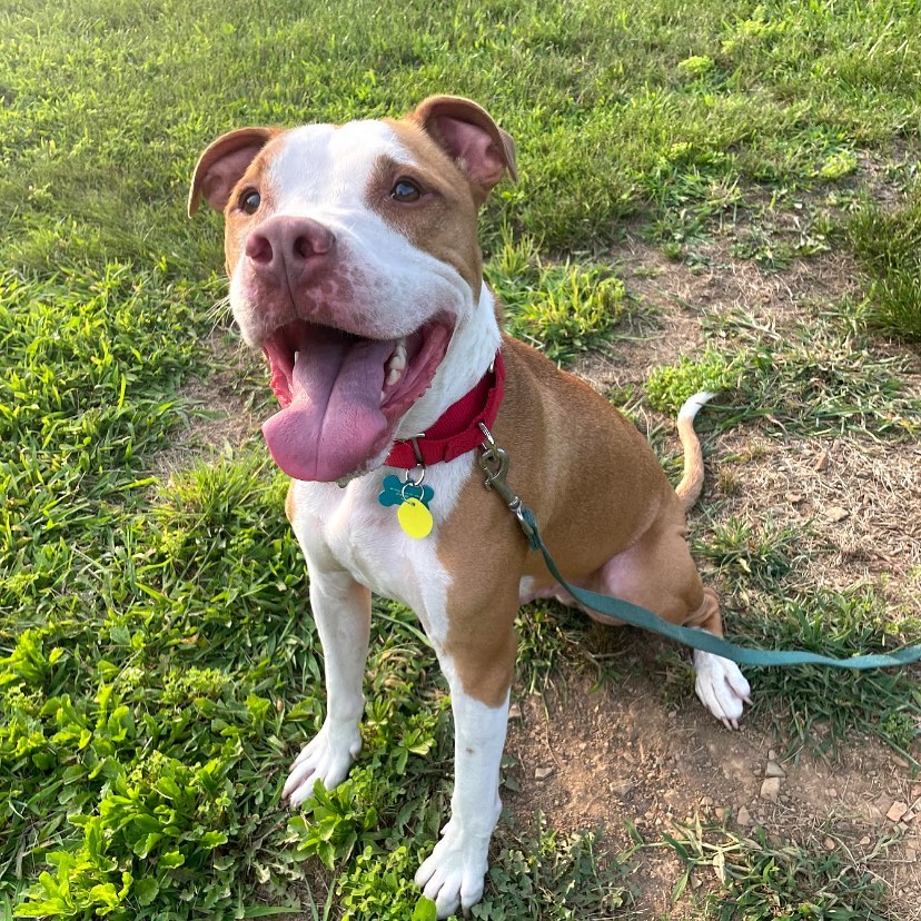 It’s a pitty that Cooper is at our shelter but we’re hoping to bully someone into adopting him soon! 😜

Not that we have to try that hard! Cooper is a 3 year old Pitbull that gets along well with other dogs, walks nicely on a leash and would be a good addition to a home with older (6+) children. Cooper is neutered, microchipped, vaccinated and had a recent 4DX test. Email Vicki at Vicki@nokillarc.org to meet Cooper! <a target='_blank' href='https://www.instagram.com/explore/tags/adoptdontshop/'>#adoptdontshop</a> <a target='_blank' href='https://www.instagram.com/explore/tags/pitbullsofinstagram/'>#pitbullsofinstagram</a> <a target='_blank' href='https://www.instagram.com/explore/tags/pitbull/'>#pitbull</a> <a target='_blank' href='https://www.instagram.com/explore/tags/adoptabull/'>#adoptabull</a> <a target='_blank' href='https://www.instagram.com/explore/tags/ipitythebull/'>#ipitythebull</a> <a target='_blank' href='https://www.instagram.com/explore/tags/shelterdog/'>#shelterdog</a> <a target='_blank' href='https://www.instagram.com/explore/tags/shelterdogsofinstagram/'>#shelterdogsofinstagram</a> <a target='_blank' href='https://www.instagram.com/explore/tags/dogsofinstagram/'>#dogsofinstagram</a> <a target='_blank' href='https://www.instagram.com/explore/tags/rescuedogsofinstagram/'>#rescuedogsofinstagram</a> <a target='_blank' href='https://www.instagram.com/explore/tags/rescuedog/'>#rescuedog</a> <a target='_blank' href='https://www.instagram.com/explore/tags/rescuedismyfavoritebreed/'>#rescuedismyfavoritebreed</a> <a target='_blank' href='https://www.instagram.com/explore/tags/bloomsburg/'>#bloomsburg</a> <a target='_blank' href='https://www.instagram.com/explore/tags/pennsylvannia/'>#pennsylvannia</a>