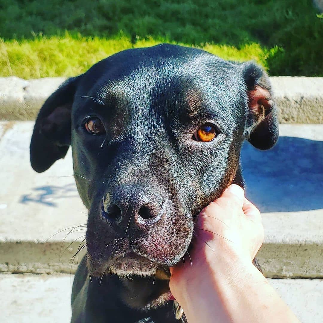 ADOPT GEMMA!! She's a super sweet friendly and healthy young dog. Gemma needs an active home so if you have another large dog that needs a playmate then please contact us. Reposted from @superfitvegan Gemma.😍 This incredibly sweet girl is looking for a home with another large dog buddy. She is potentially a Lab/Boxer mix and quite rambunctious. Needs a lot of exercise so I recommend a large yard. Because she is unaware of her size and tends to knock over anything in her path, no kids under 12 or frail people (seriously, she will knock them over). If you're looking for a cuddle bunny who loves belly rubs and kisses, Gemma's your girl. Approx 2 years old. Available for adoption through @dexterfoundation <a target='_blank' href='https://www.instagram.com/explore/tags/fosteringsaveslives/'>#fosteringsaveslives</a> <a target='_blank' href='https://www.instagram.com/explore/tags/adoptdontbreedorbuy/'>#adoptdontbreedorbuy</a> <a target='_blank' href='https://www.instagram.com/explore/tags/labmix/'>#labmix</a> <a target='_blank' href='https://www.instagram.com/explore/tags/blacklab/'>#blacklab</a>  <a target='_blank' href='https://www.instagram.com/explore/tags/labsofig/'>#labsofig</a> <a target='_blank' href='https://www.instagram.com/explore/tags/boxersofig/'>#boxersofig</a> <a target='_blank' href='https://www.instagram.com/explore/tags/boxerlife/'>#boxerlife</a> <a target='_blank' href='https://www.instagram.com/explore/tags/manhattanbeach/'>#manhattanbeach</a> <a target='_blank' href='https://www.instagram.com/explore/tags/palosverdes/'>#palosverdes</a> <a target='_blank' href='https://www.instagram.com/explore/tags/santamonica/'>#santamonica</a> <a target='_blank' href='https://www.instagram.com/explore/tags/Lablife/'>#Lablife</a> <a target='_blank' href='https://www.instagram.com/explore/tags/redondobeach/'>#redondobeach</a> <a target='_blank' href='https://www.instagram.com/explore/tags/southbay/'>#southbay</a> <a target='_blank' href='https://www.instagram.com/explore/tags/studiocity/'>#studiocity</a> <a target='_blank' href='https://www.instagram.com/explore/tags/bigdogs/'>#bigdogs</a> <a target='_blank' href='https://www.instagram.com/explore/tags/adoptdontshop/'>#adoptdontshop</a> <a target='_blank' href='https://www.instagram.com/explore/tags/rescuedogs/'>#rescuedogs</a> <a target='_blank' href='https://www.instagram.com/explore/tags/dogsofig/'>#dogsofig</a> <a target='_blank' href='https://www.instagram.com/explore/tags/runyoncanyon/'>#runyoncanyon</a>